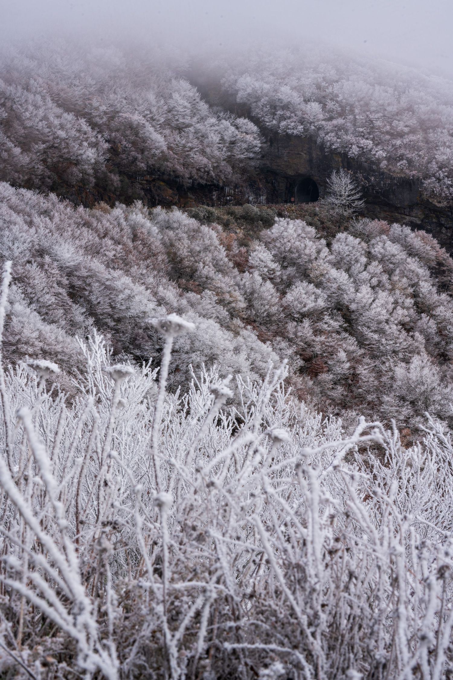 Frost-covered trees and shrubs blanket a misty hillside in a serene winter landscape.
