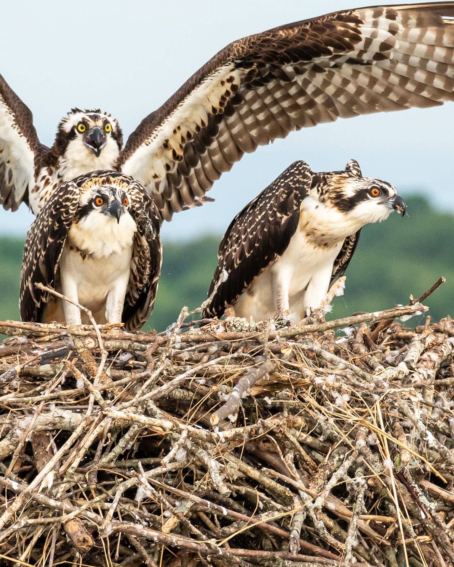 Osprey mother and her babies, sitting on the nest in Western Kentucky. The mother and offspring have different color eyes.