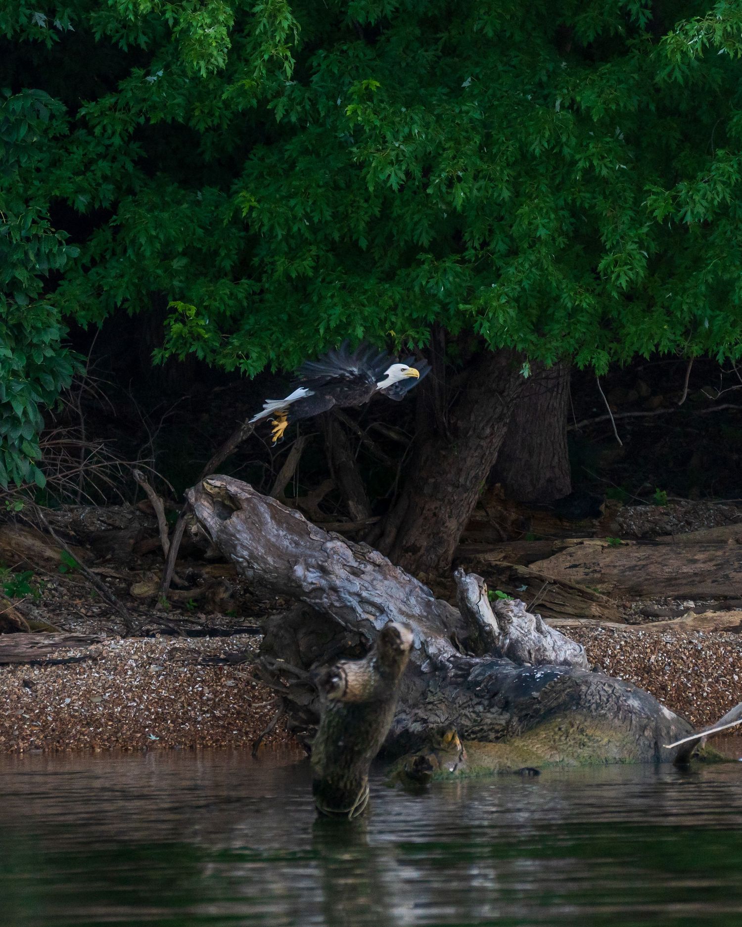 Eagle taking flight from a stump above Lake Barkley.
