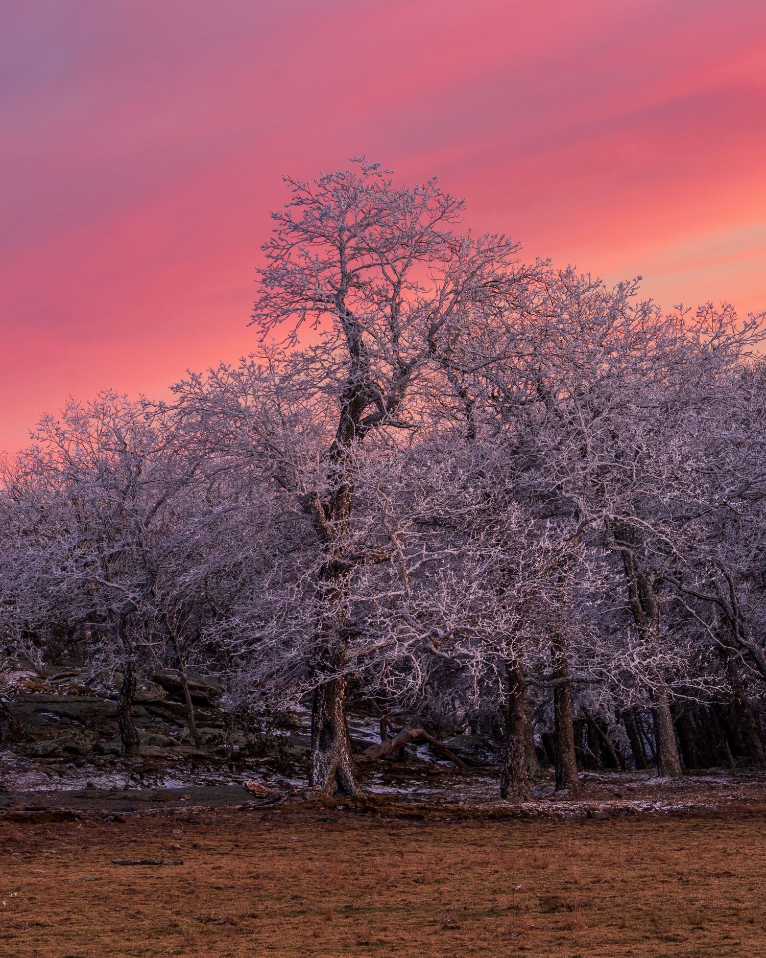 Frost-covered trees glow against a vibrant pink and red winter sunset sky in a serene open field.
