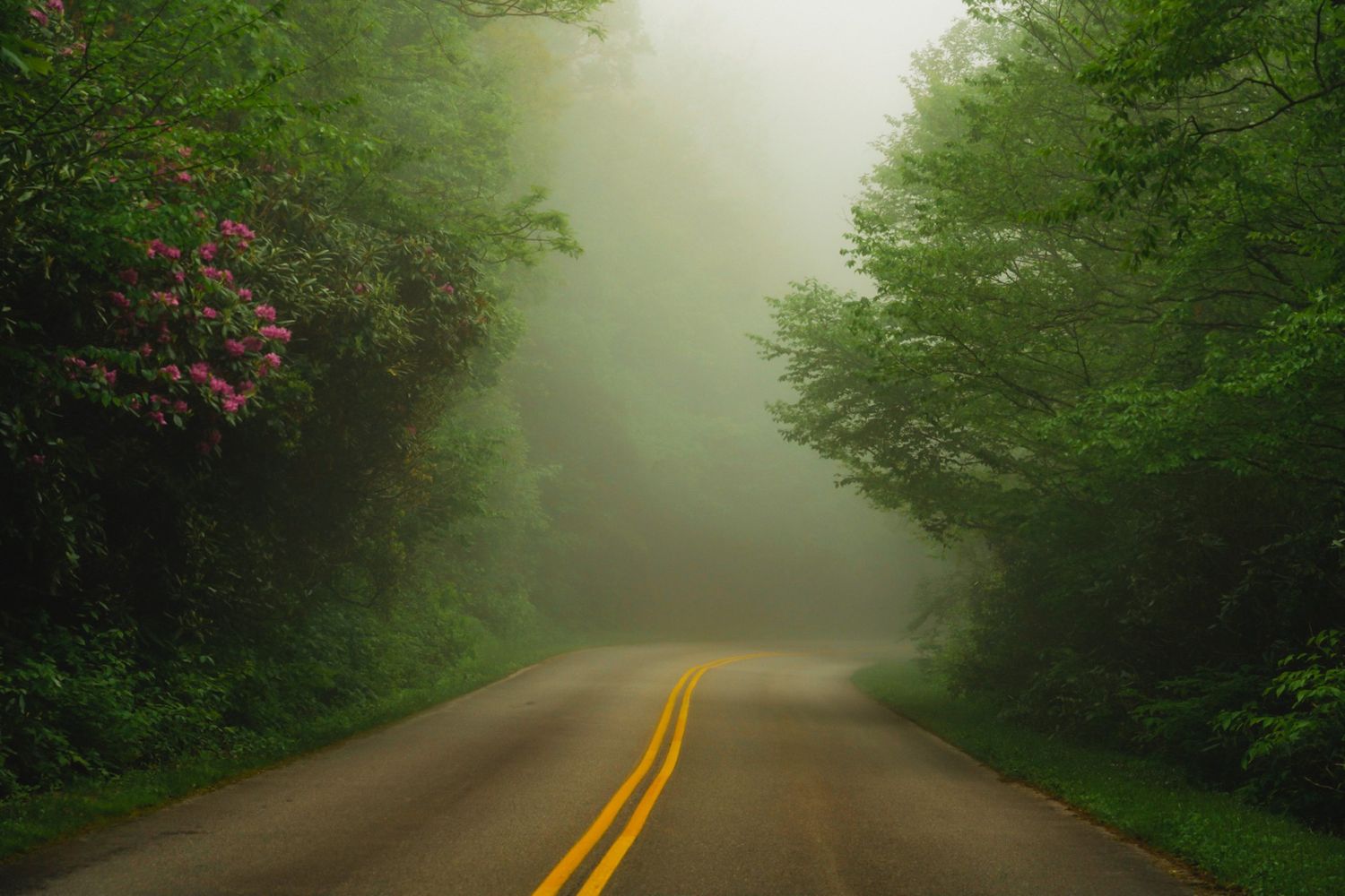 A foggy spring day with blooming rhododendron along the Blue Ridge Parkway.