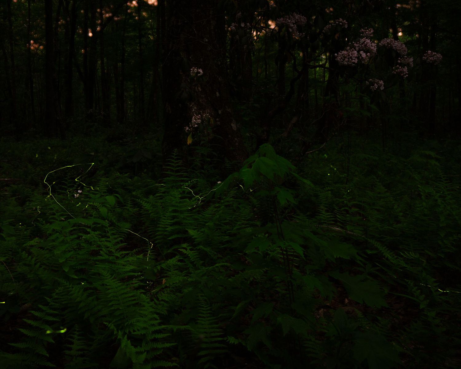 Dark forest floor covered in lush green ferns at night with soft glowing lights and flowering trees in the background.