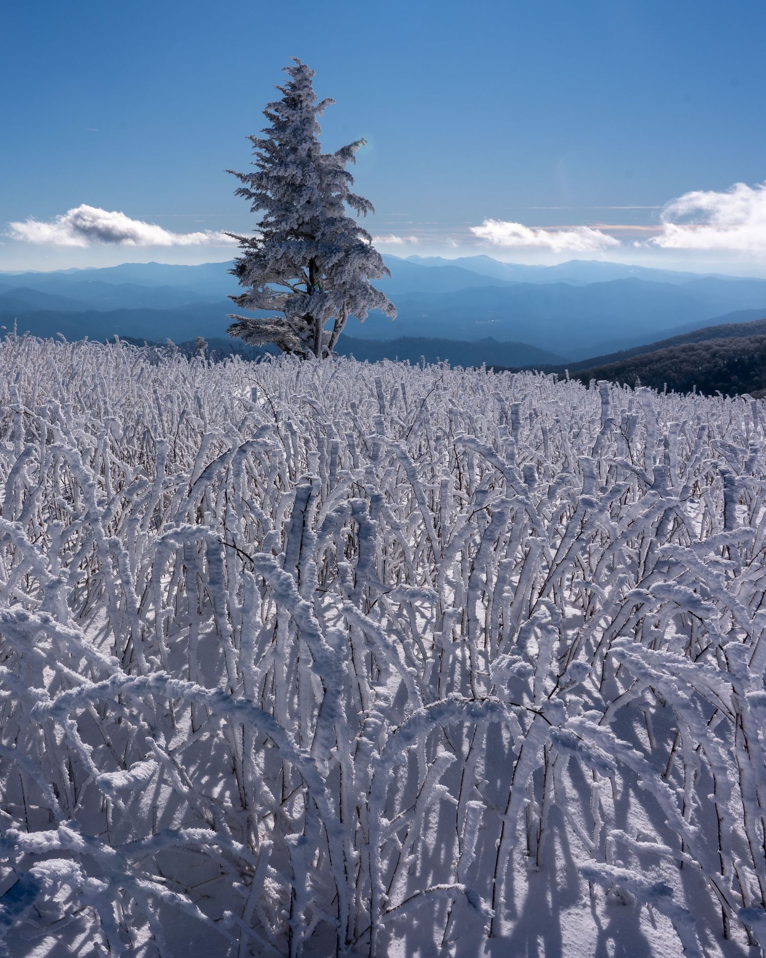 A single snow-covered evergreen tree rises above a field of frost-covered vegetation with mountain views beyond.