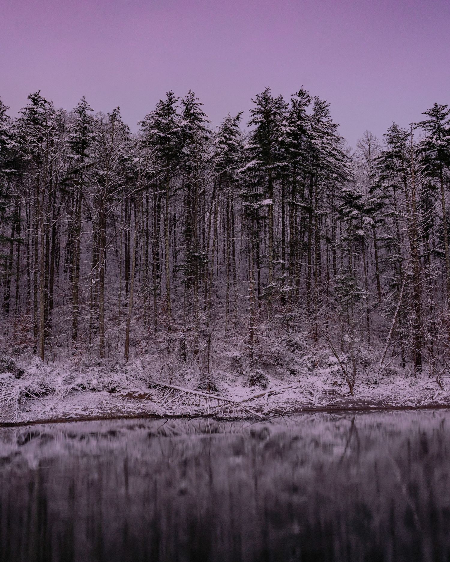 Snow-dusted evergreen trees reflect in a still lake under a purple twilight sky in a serene winter forest scene.
