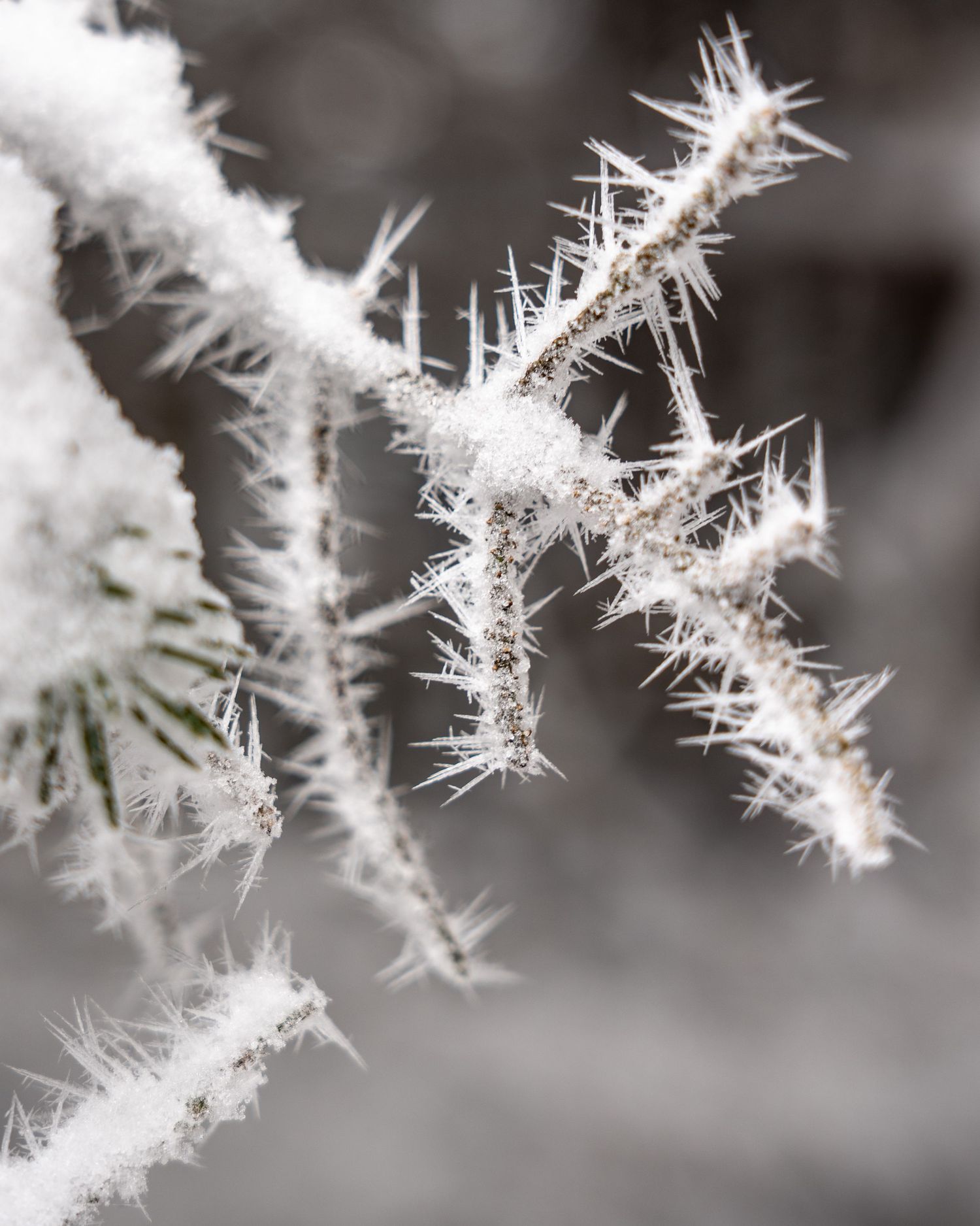 Frost-covered plant branches with delicate ice crystals forming spiky white formations against a blurred winter background.