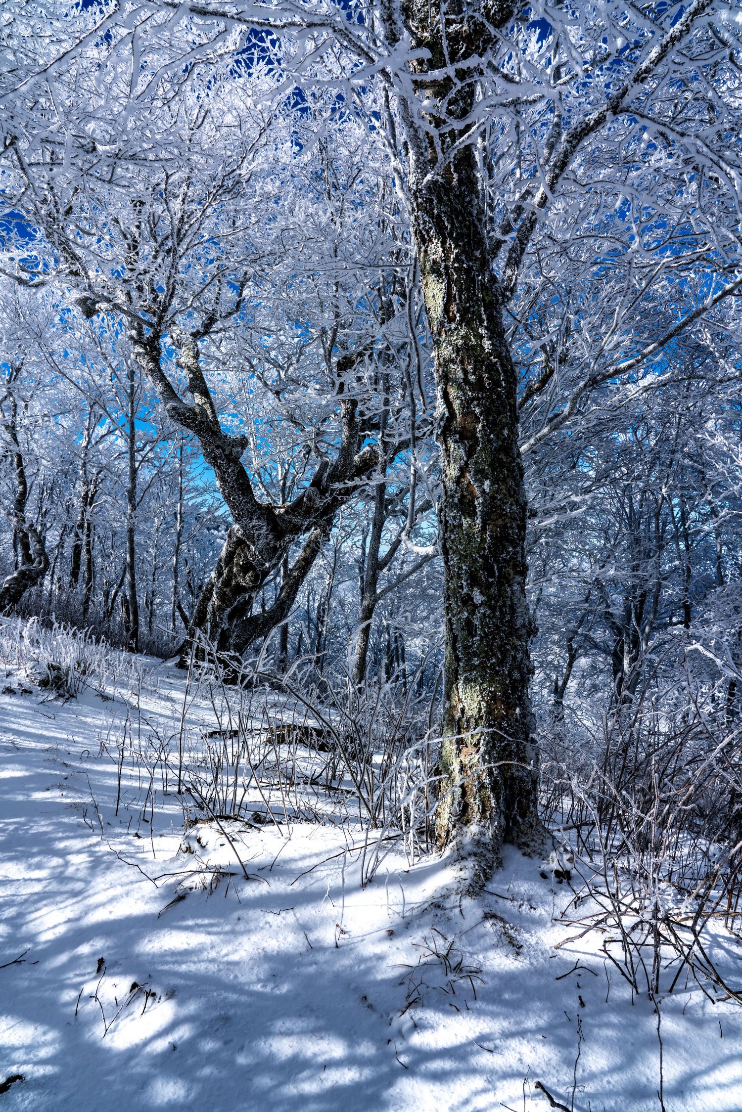 Snow-covered trees cast blue shadows on a winter forest floor under a bright sky.