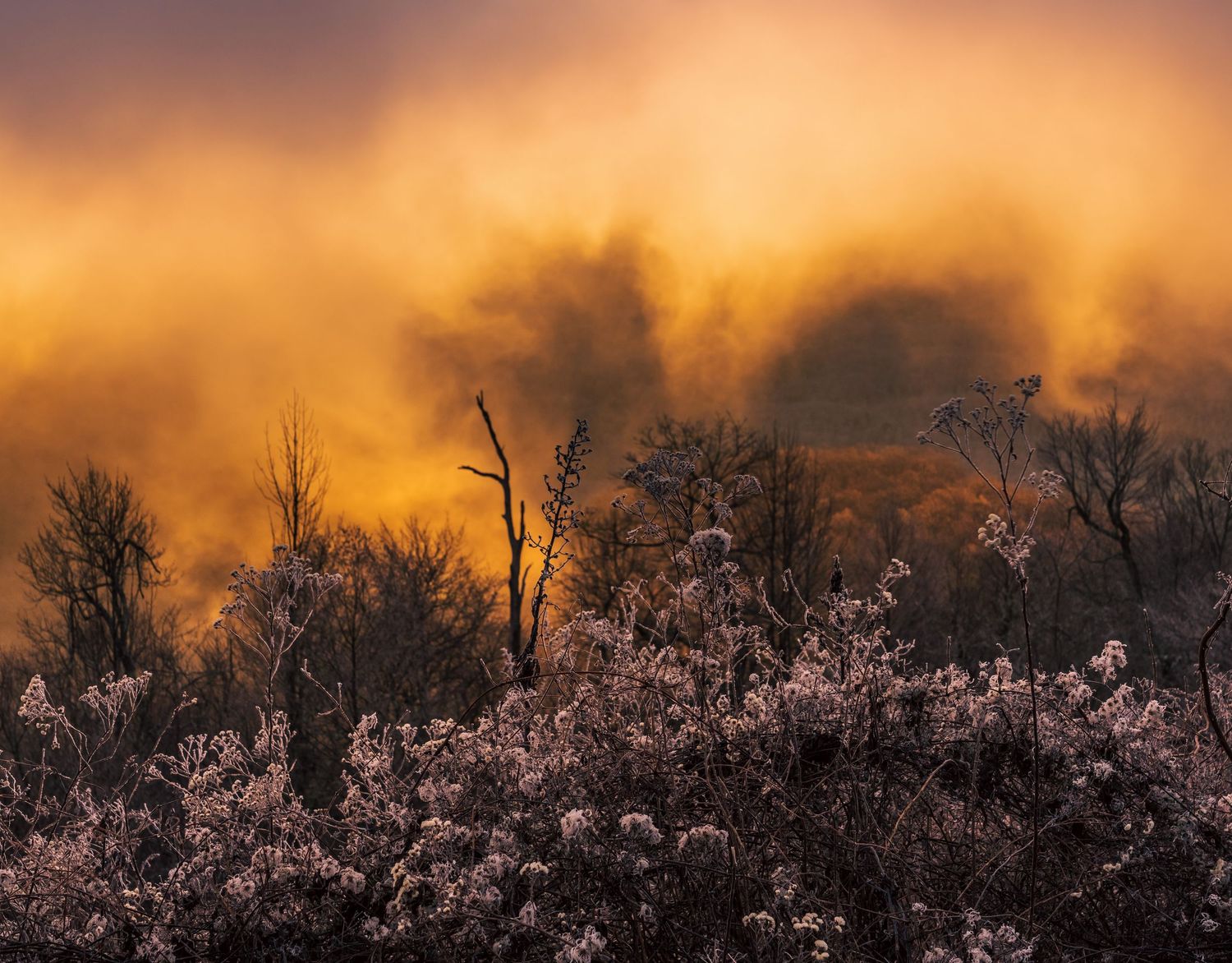 Pink flowering trees glowing beneath vibrant golden orange storm clouds at dusk.