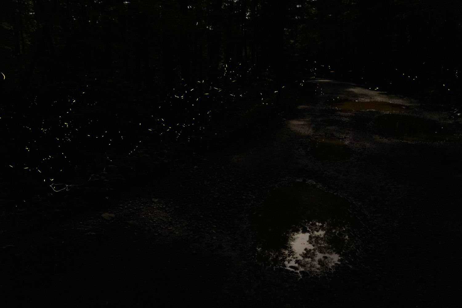 Dark forest path at night with fireflies glowing among trees and moonlight reflecting on a puddle.