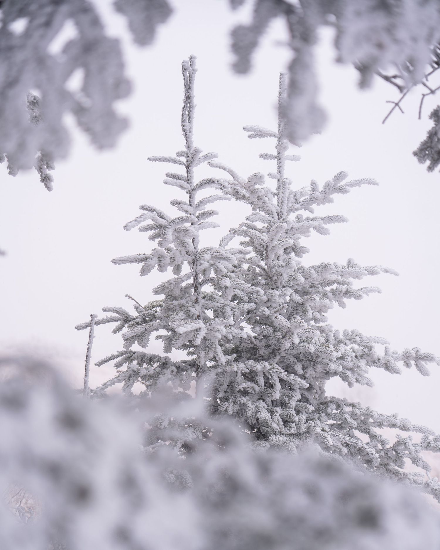 Frost-covered evergreen tree stands in a snowy winter landscape, with white-dusted branches creating a serene scene.