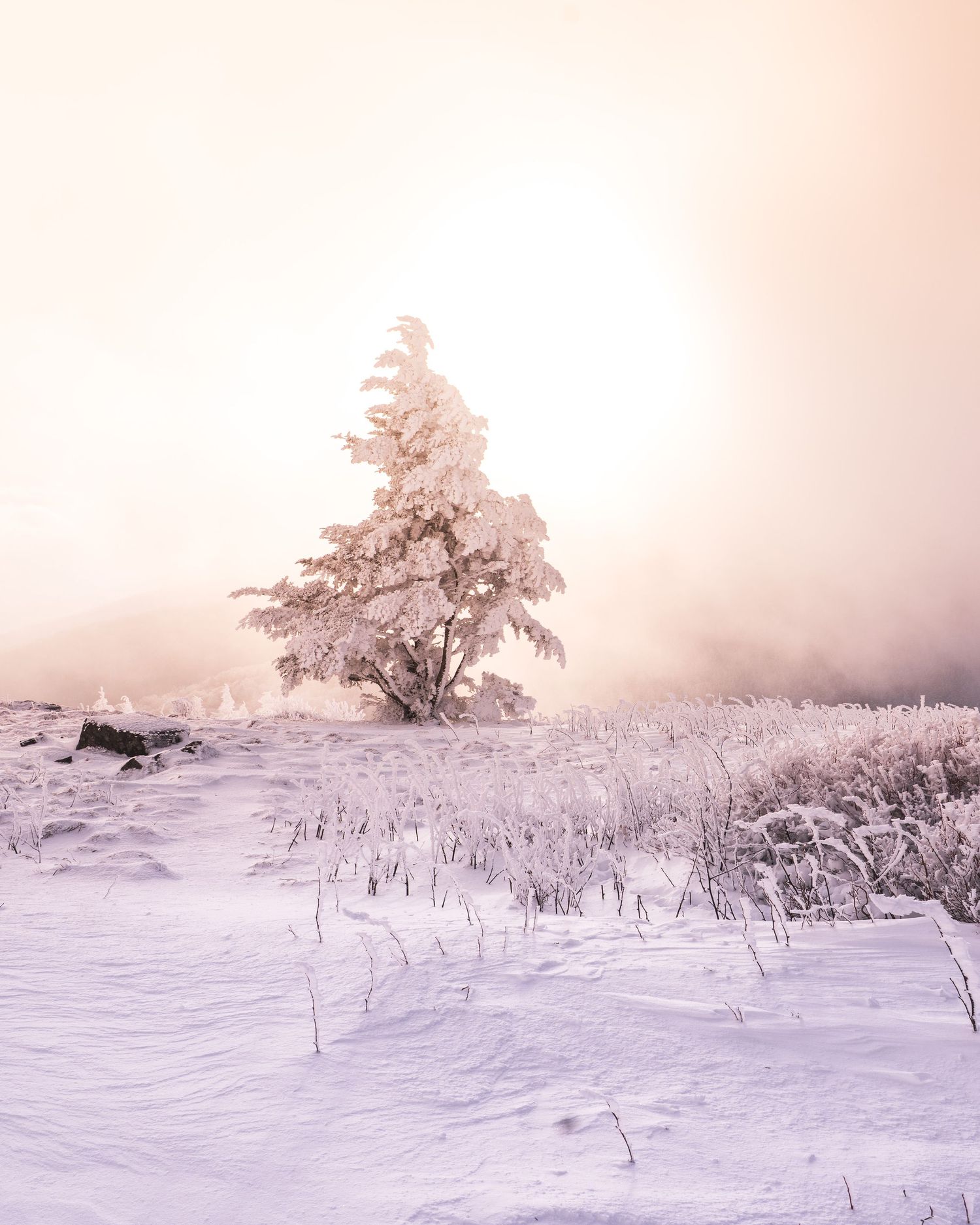 A snow-covered evergreen tree stands alone in a misty winter landscape bathed in soft golden light.
