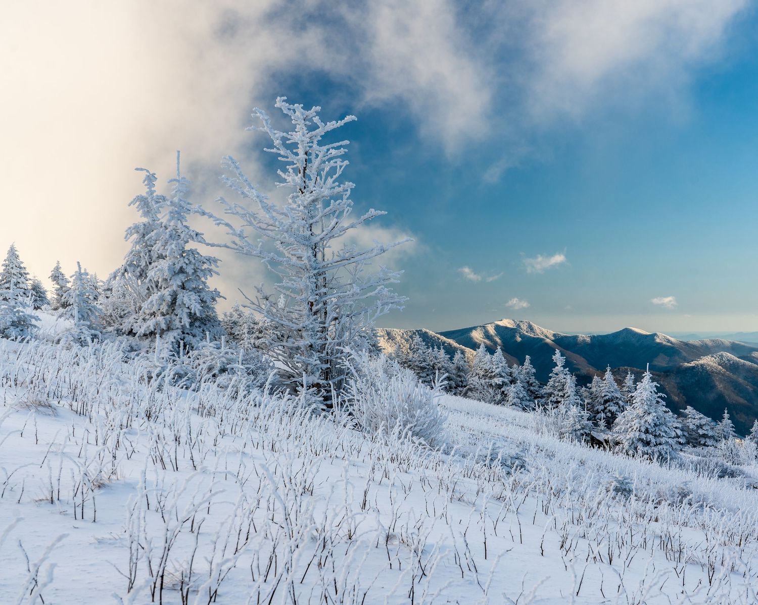 Frost-covered pine trees on a snowy hillside with mountain peaks visible through clouds in winter.