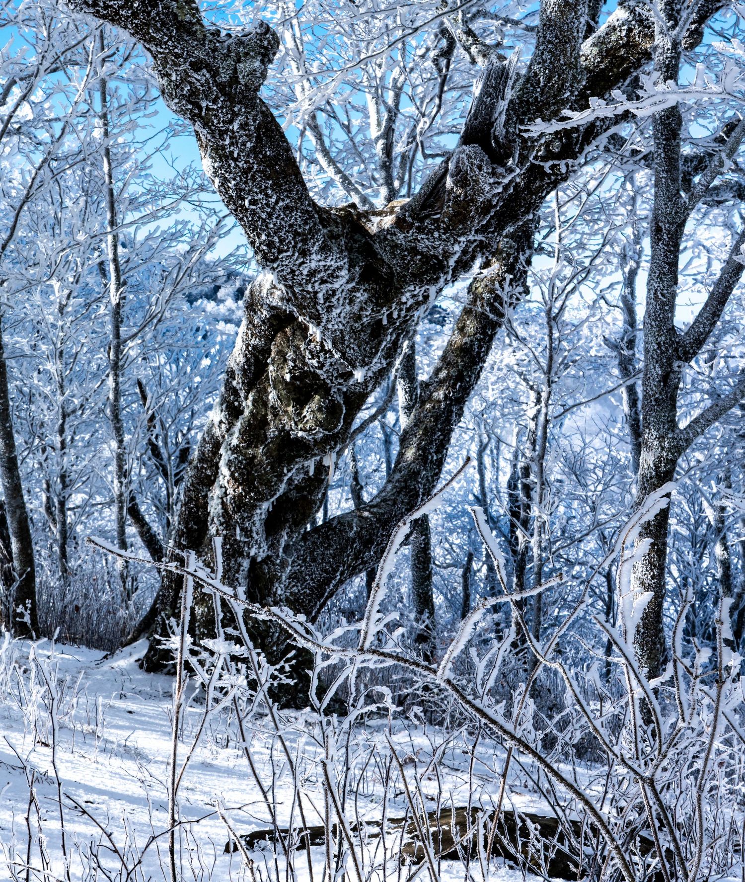 Snow-covered trees and branches in a winter forest with a large dark tree trunk as the focal point.