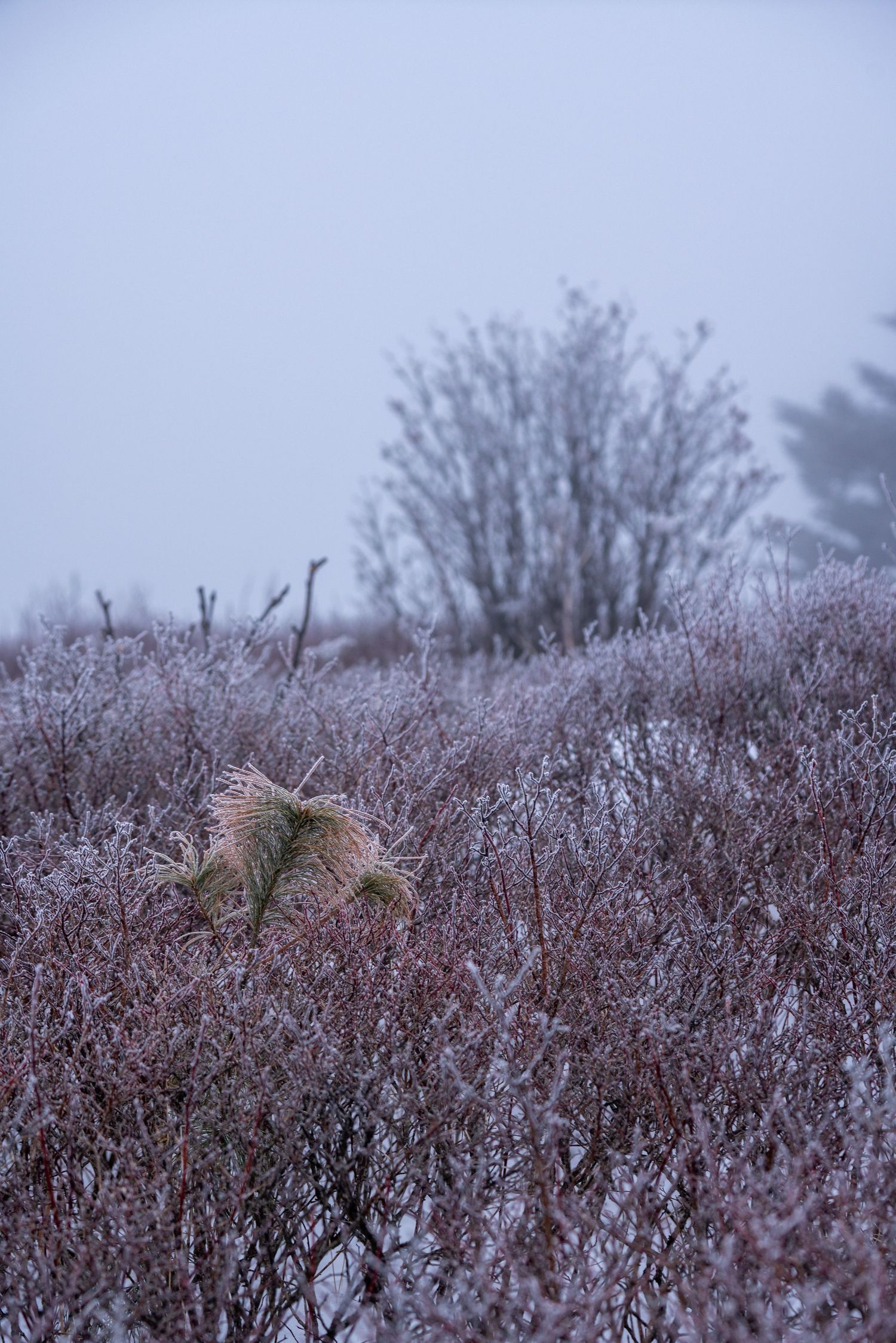 Frost-covered heather and shrubs create a purple winter landscape under a misty gray sky.