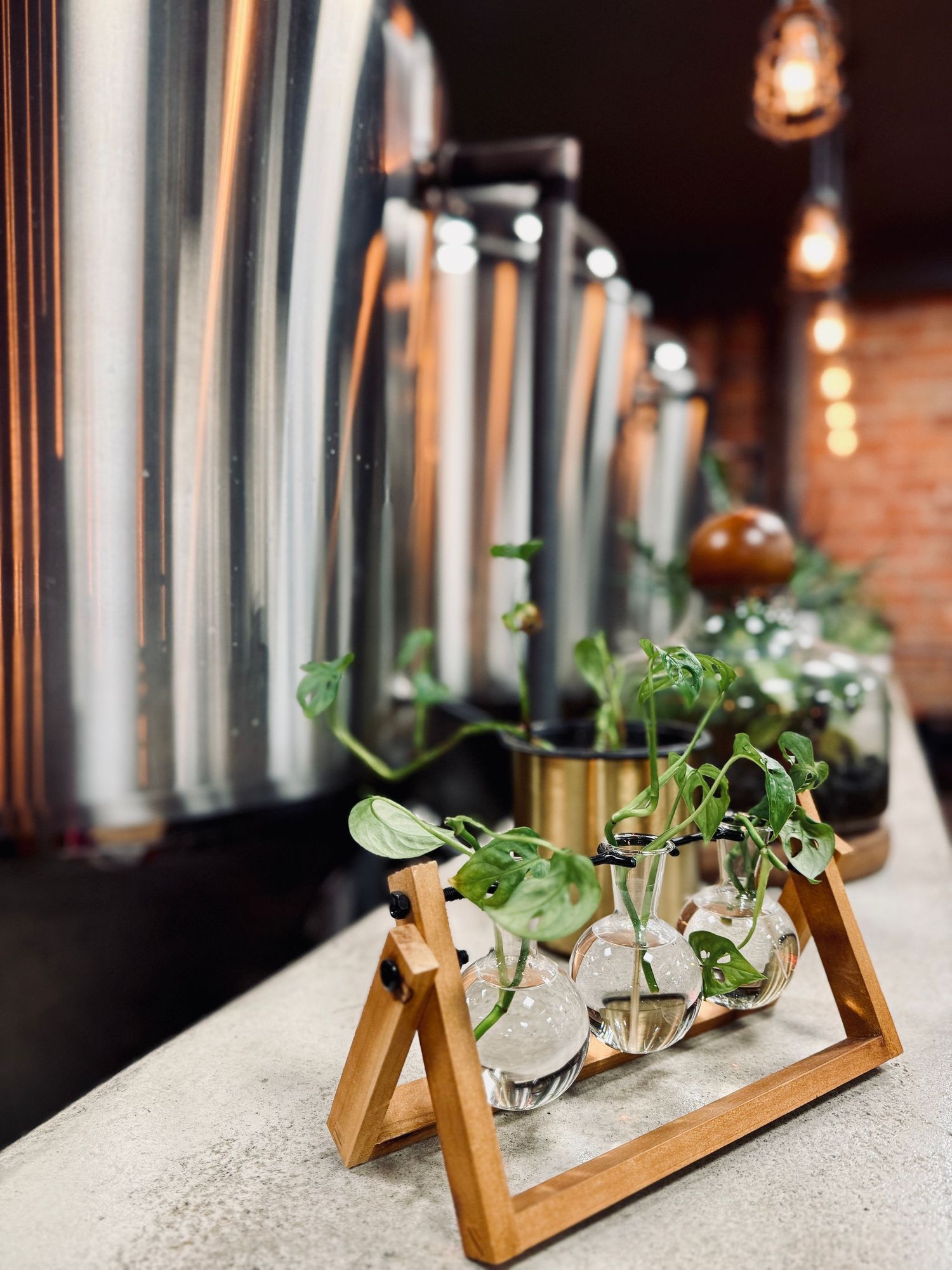 Small glass propagation vases with green plants on a wooden stand along a brewery bar counter.