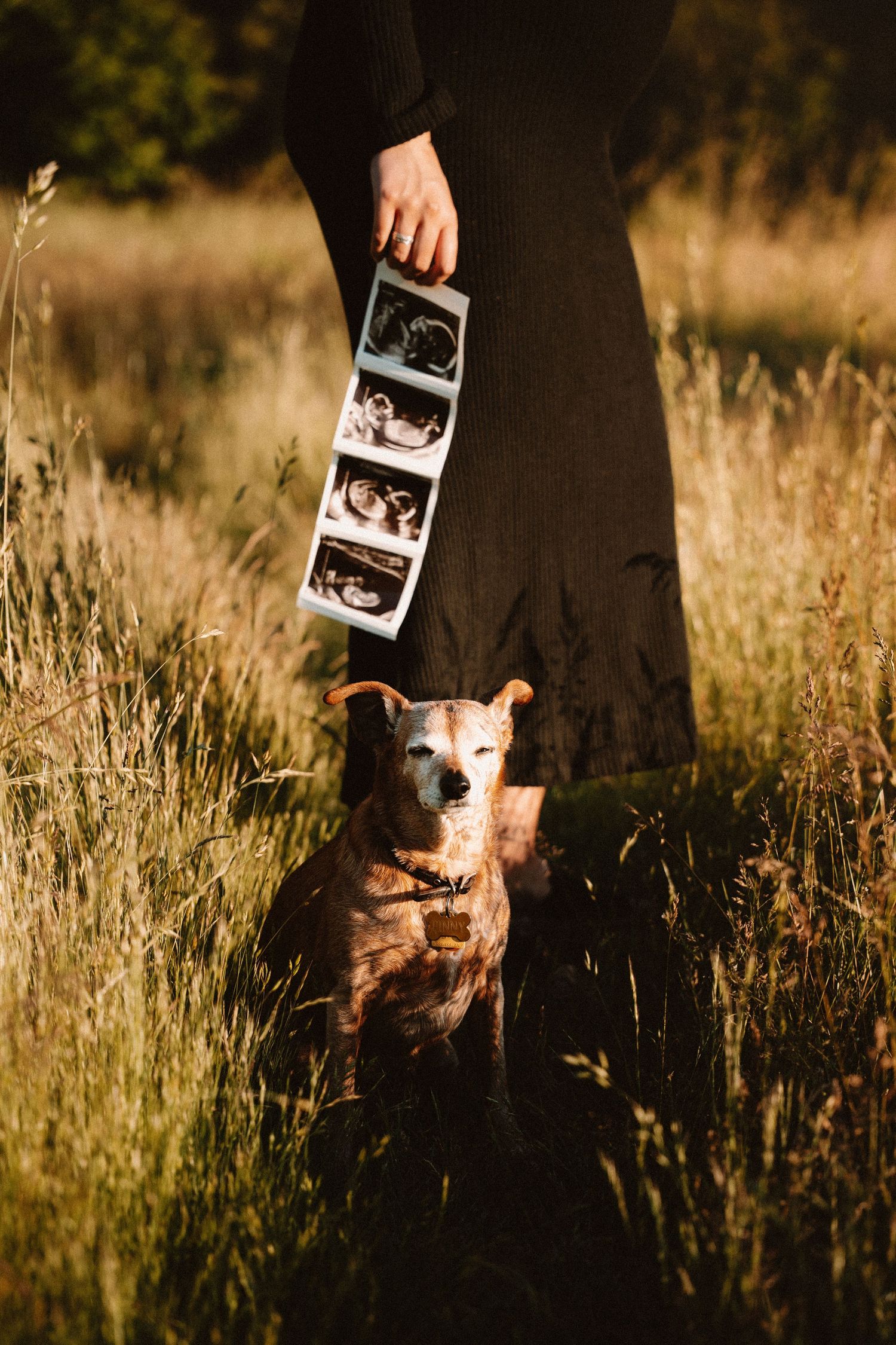 A dog sits in a golden field beside a person holding ultrasound photos, announcing a pregnancy outdoors.