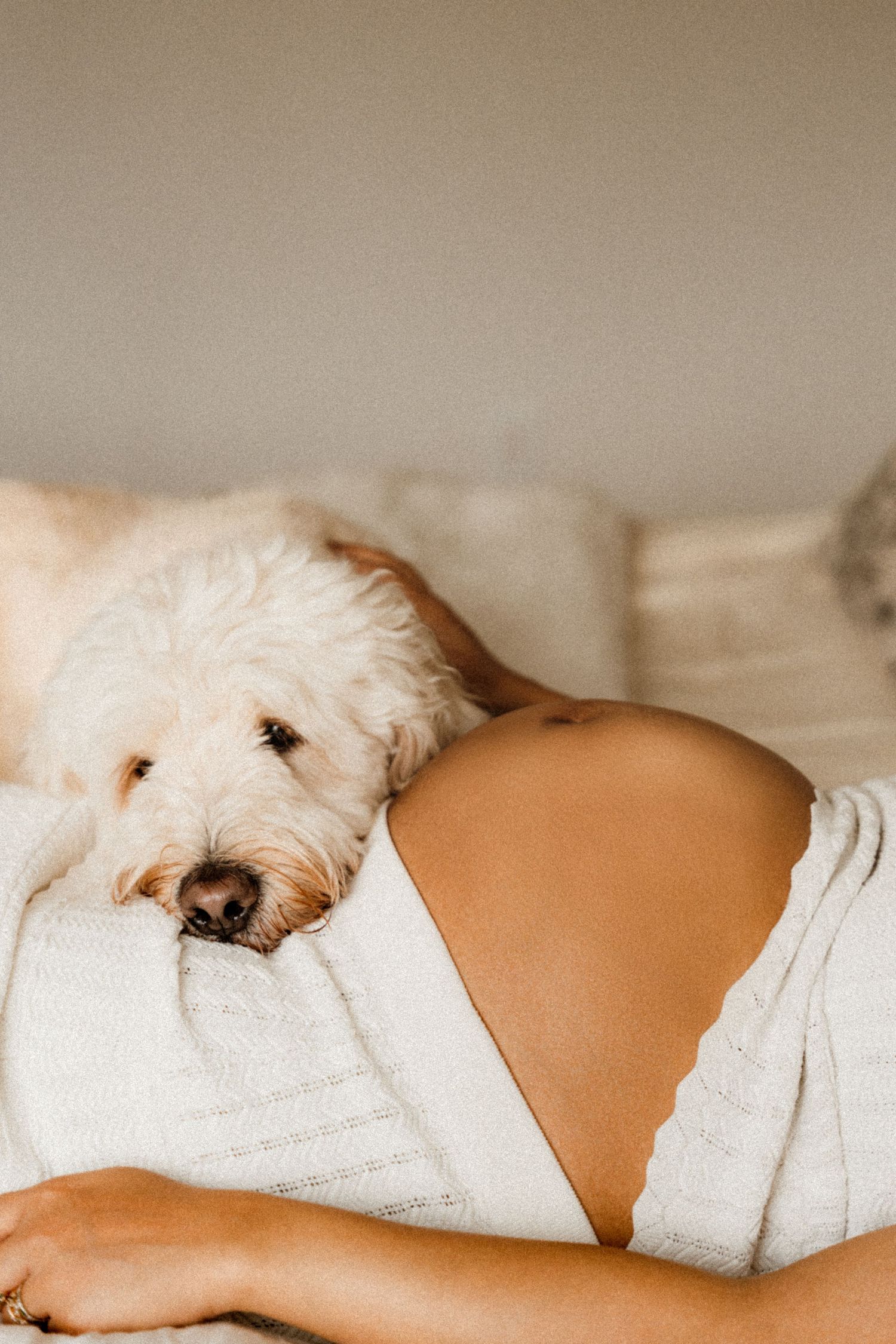 A fluffy white Goldendoodle dog resting its head on a pregnant woman's bare baby bump while lying on a cozy white bed.