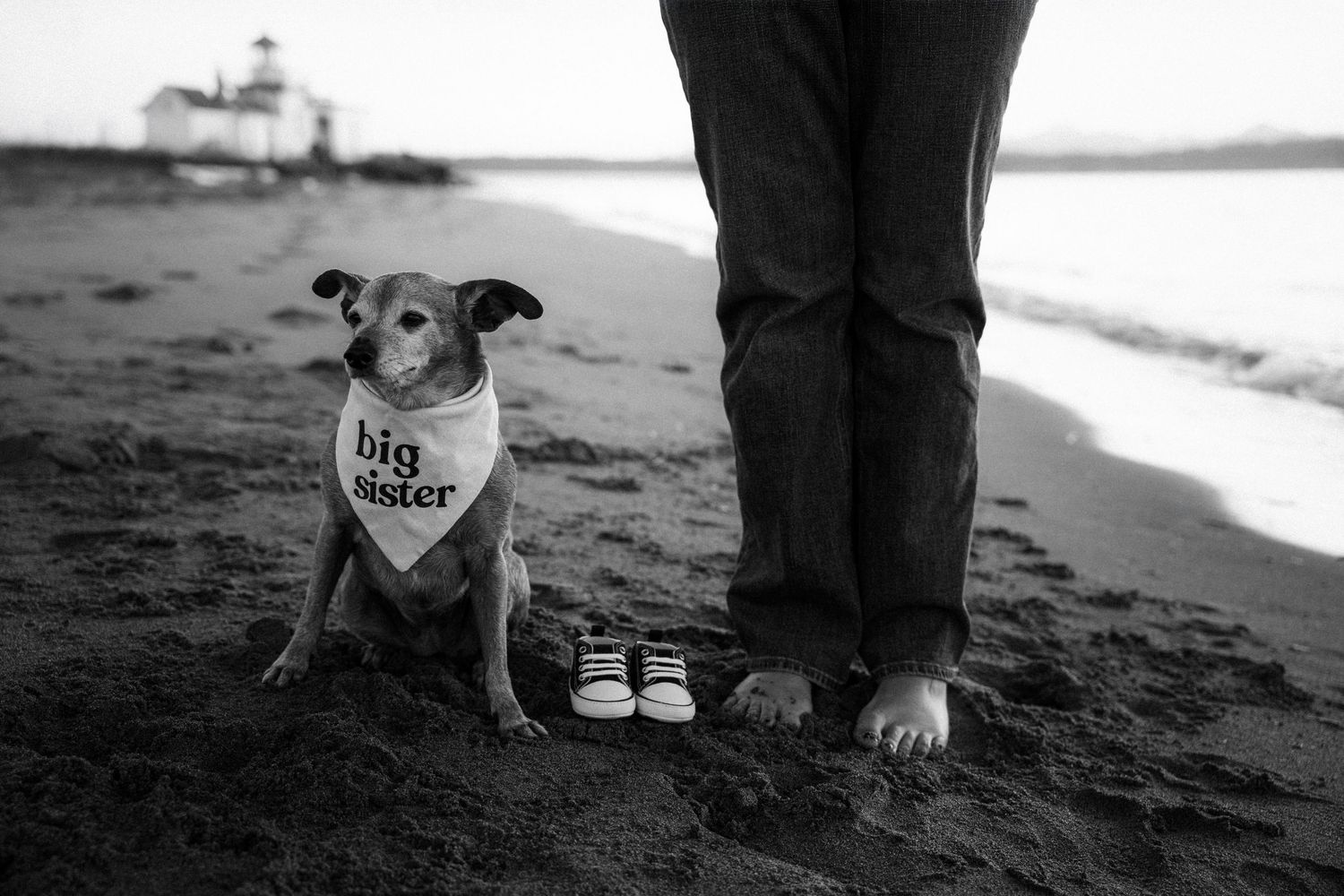 Black and white photo of a dog wearing a big sister bandana on a beach with tiny baby shoes nearby.