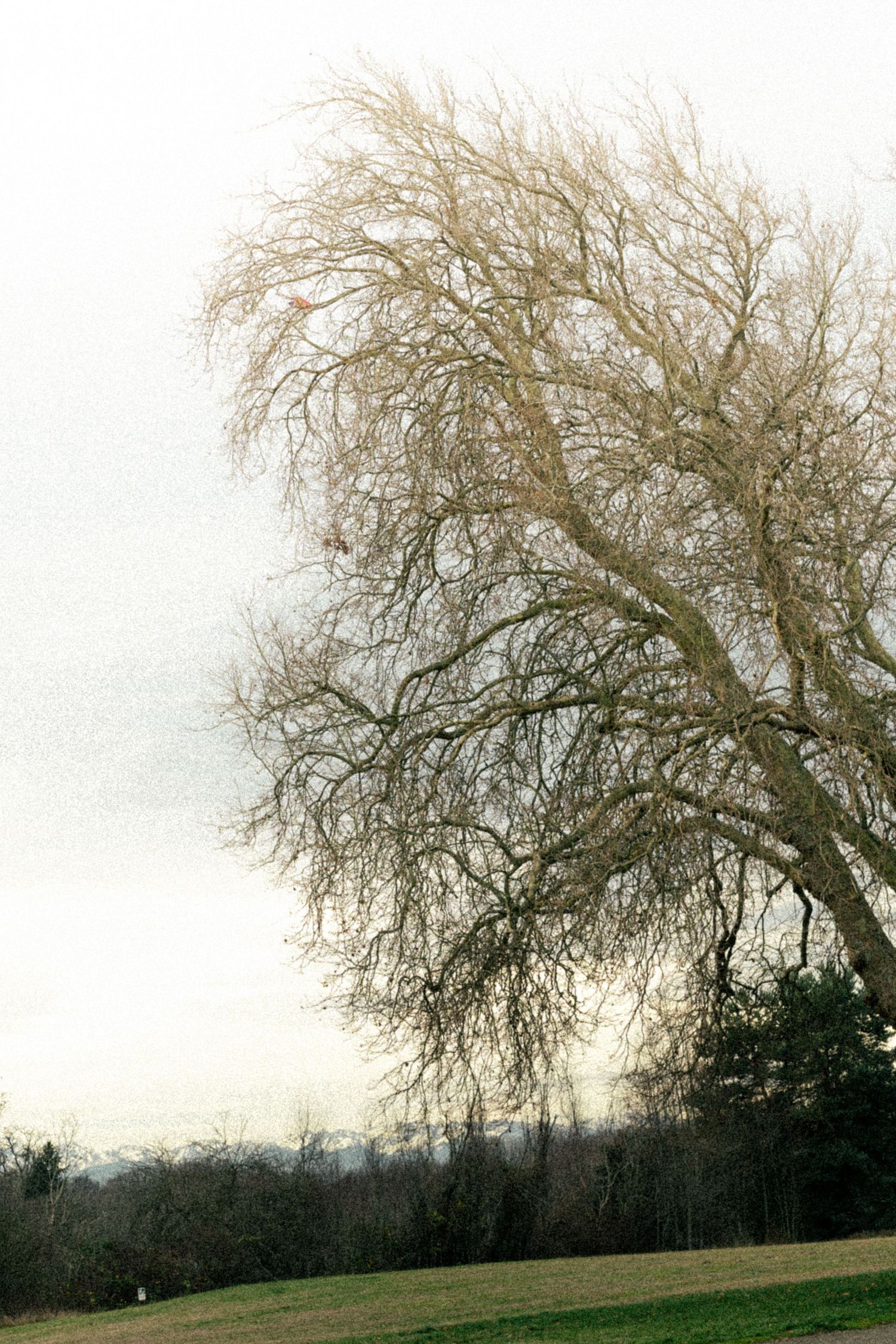 Bare winter tree with sprawling branches against overcast sky in a green field landscape.