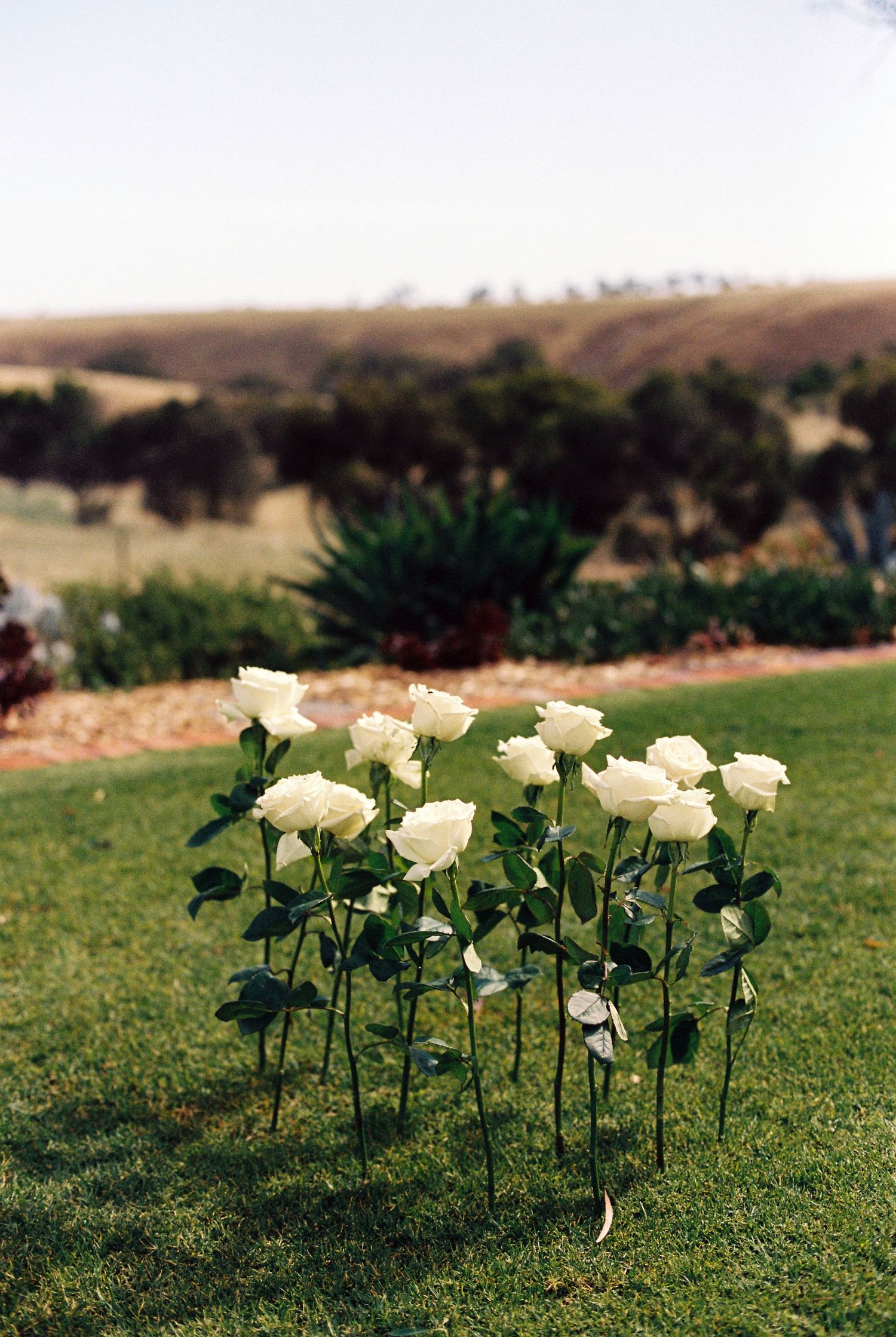 White roses arranged on green grass with scenic countryside landscape in the background.
