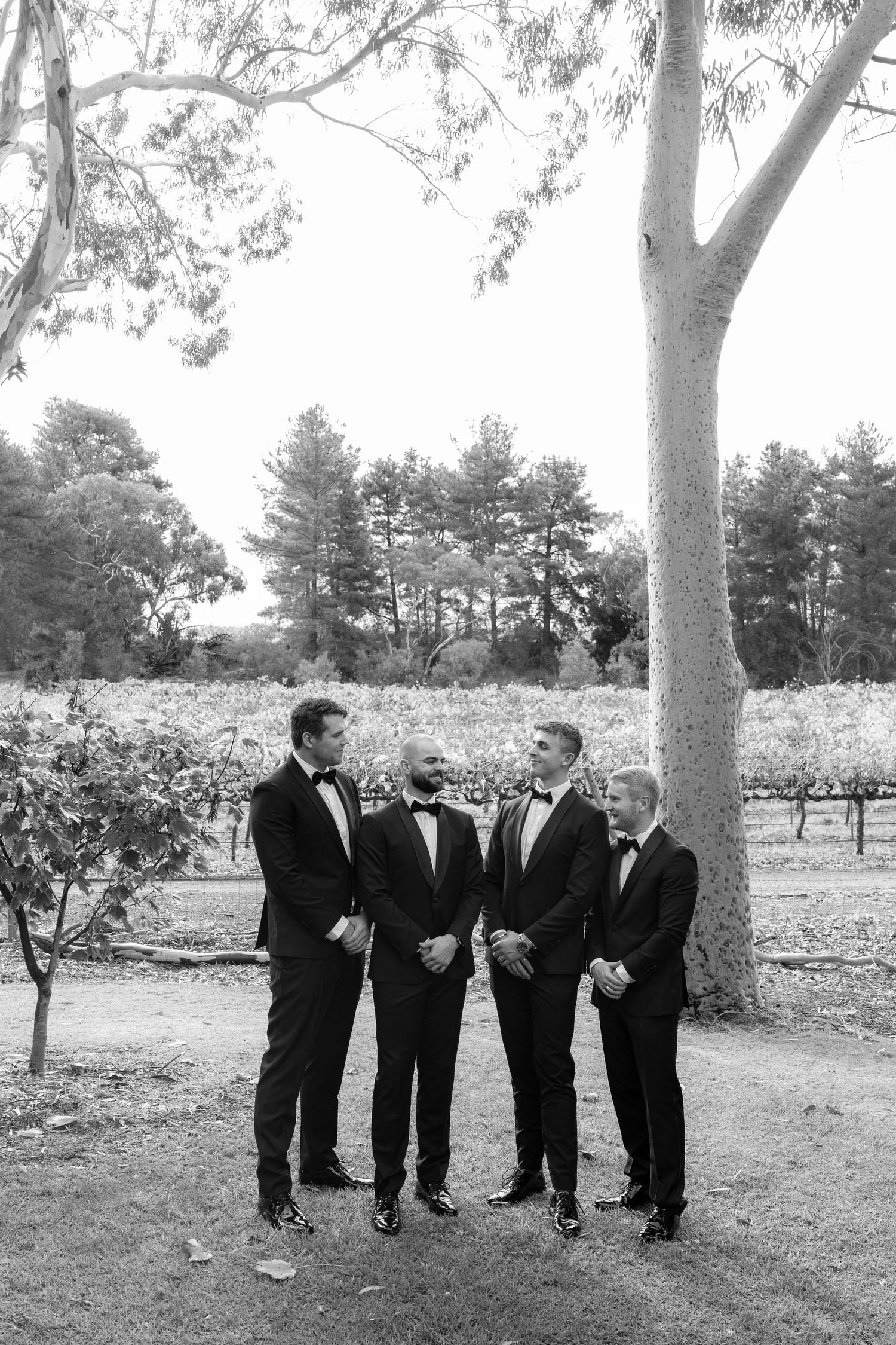 Four groomsmen in black tuxedos laughing together outdoors near vineyard trees in black and white.