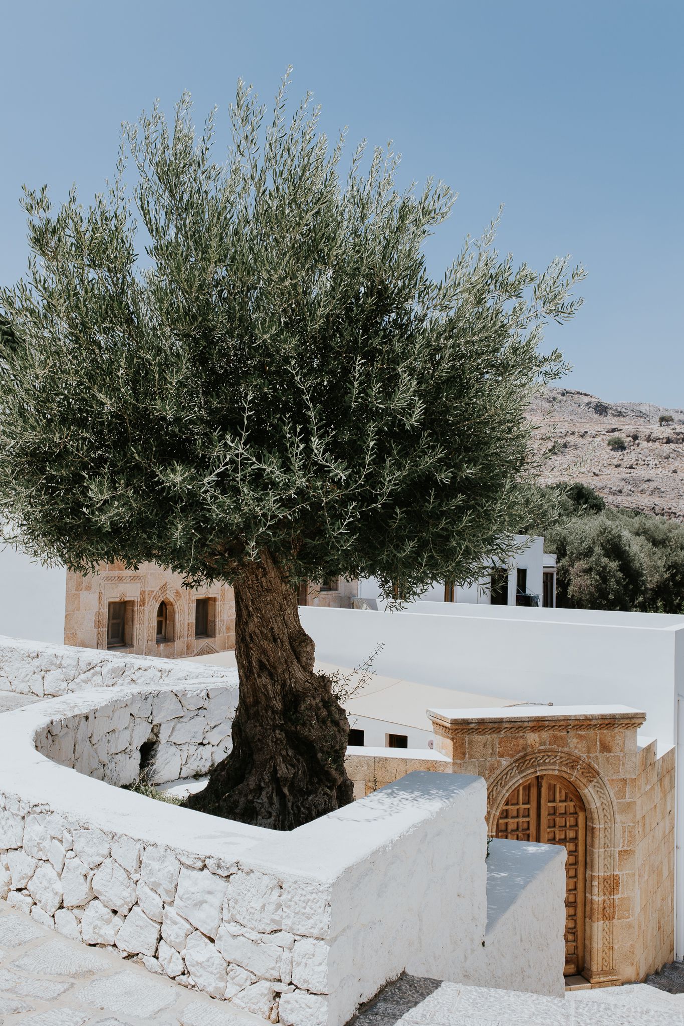 Ancient olive tree beside a stone archway entrance at a whitewashed Mediterranean building under clear blue sky in Greece.