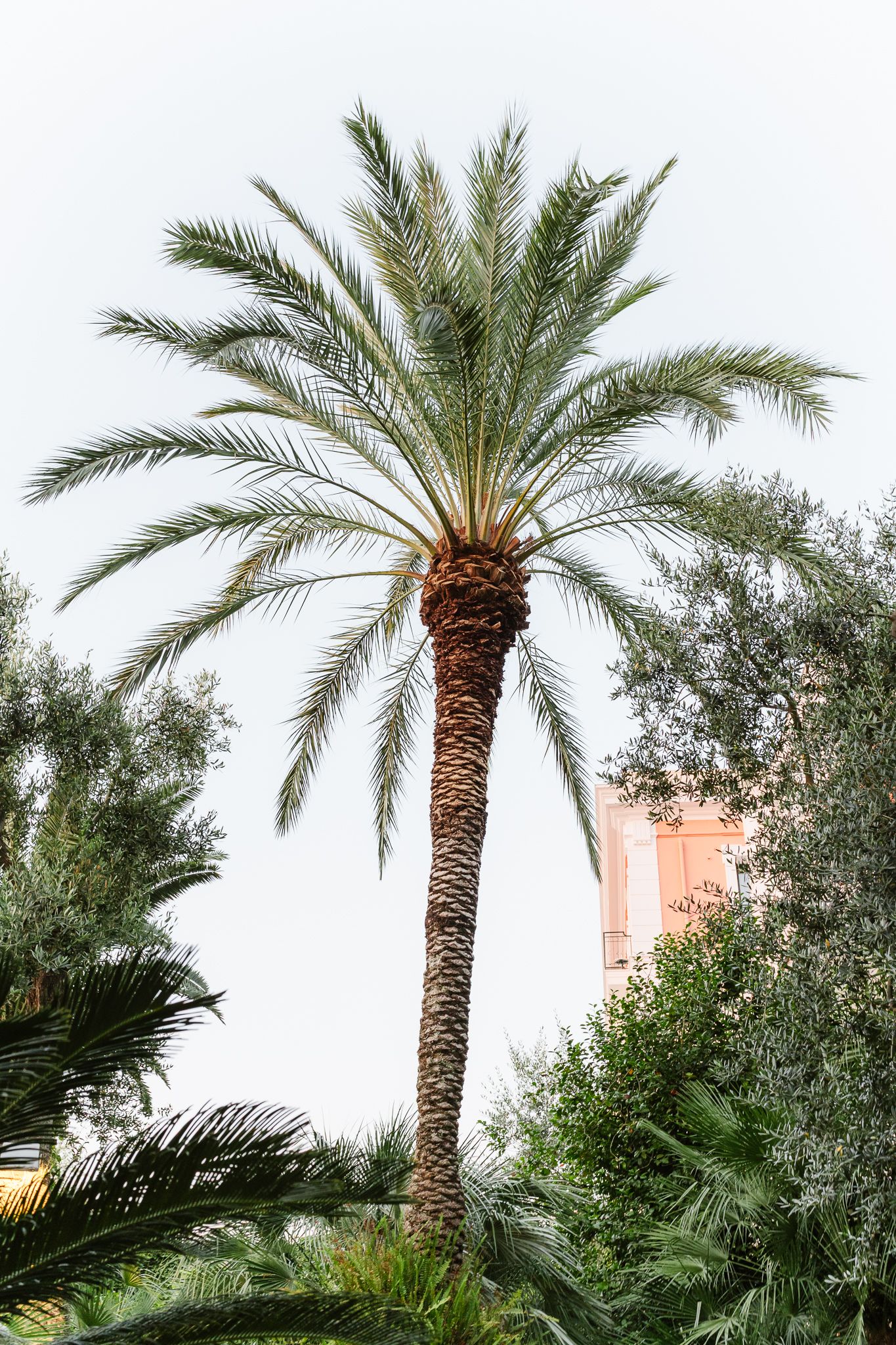 Tall date palm tree surrounded by lush green tropical foliage against a pale sky.