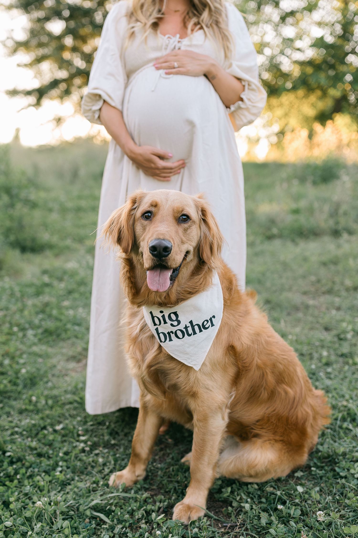 Pregnant woman in white dress with Golden Retriever wearing a big brother bandana outdoors at sunset.