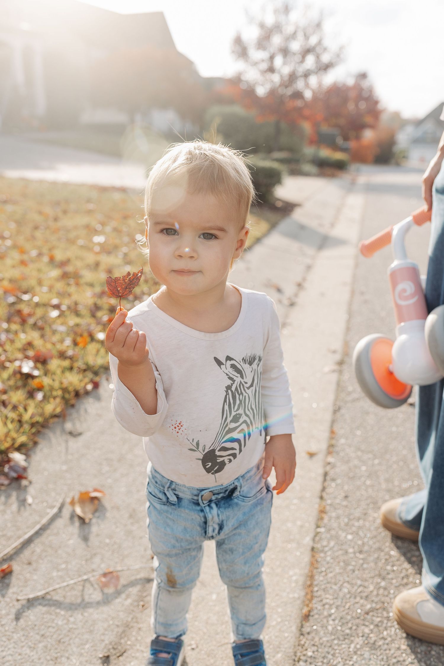 A cute toddler holds a fallen leaf while standing on a sunny autumn sidewalk.  | Karina Thomson Photography Raleigh NC