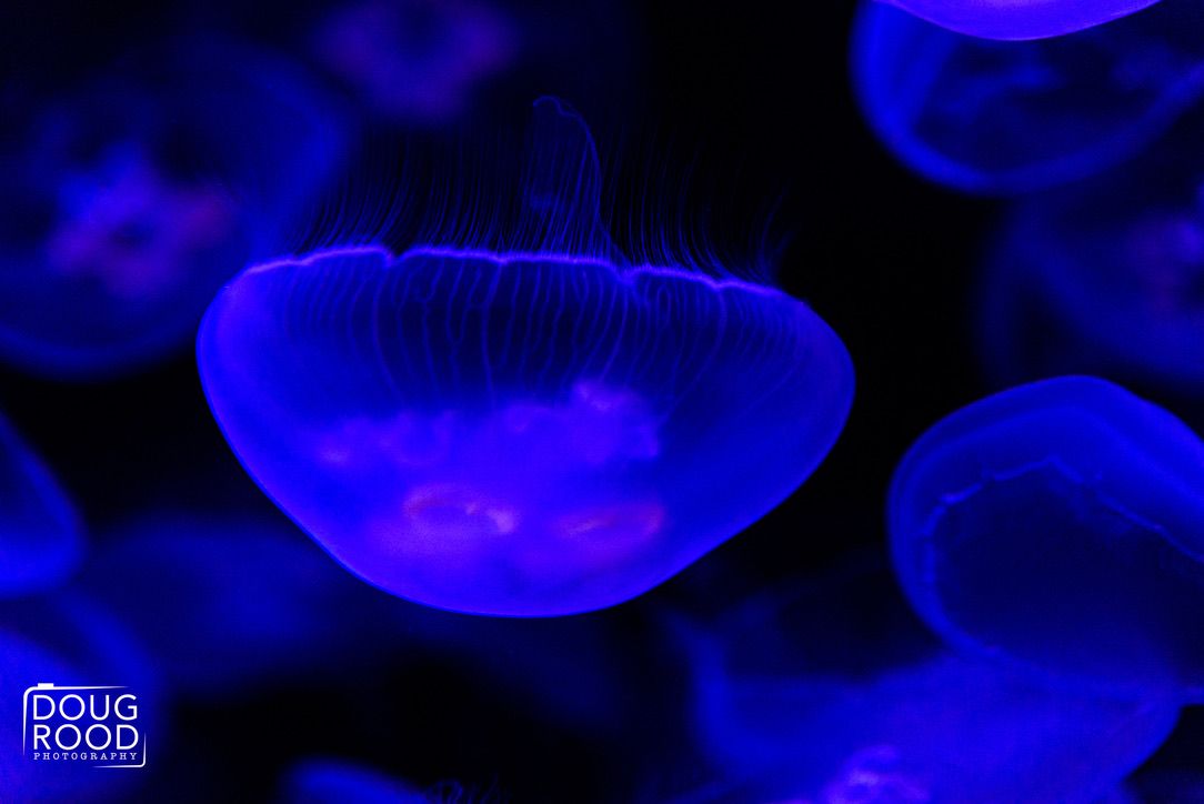 Glowing blue and purple jellyfish illuminated under UV light in a dark aquarium tank.