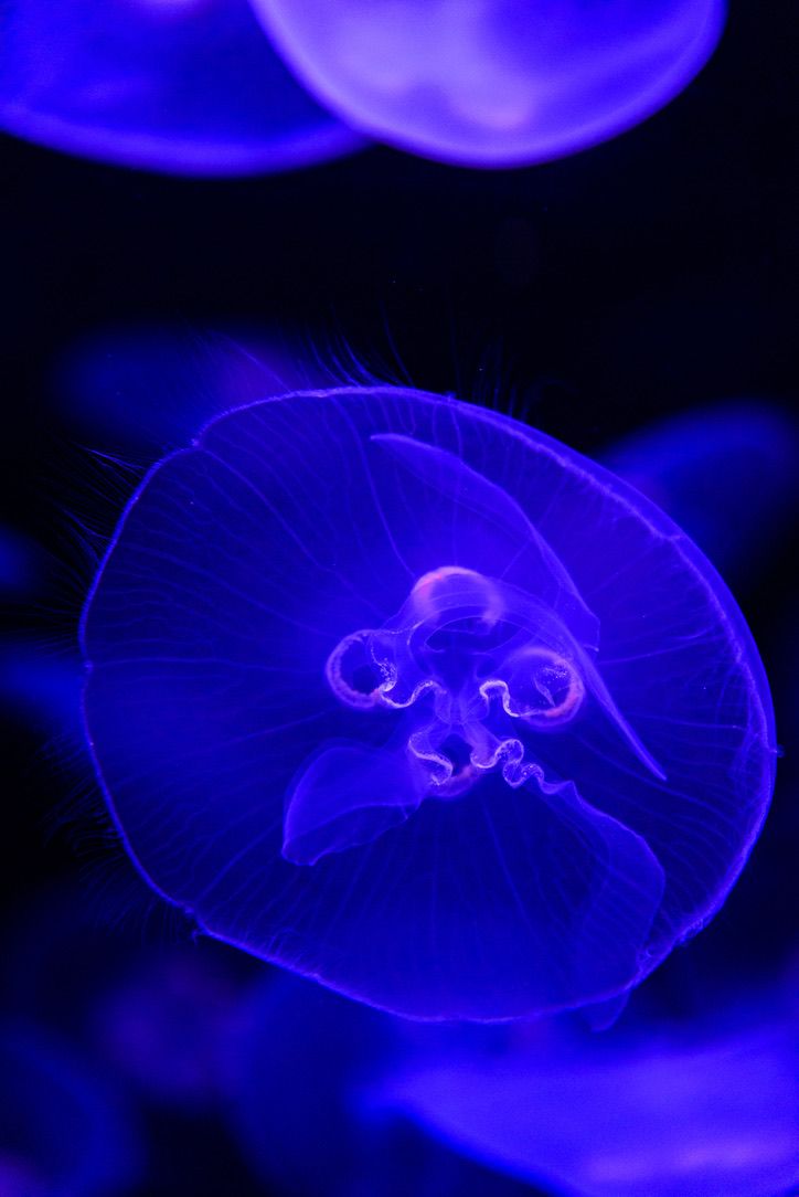 Glowing blue jellyfish illuminated under ultraviolet light, showcasing translucent bell and intricate tentacles in dark water.