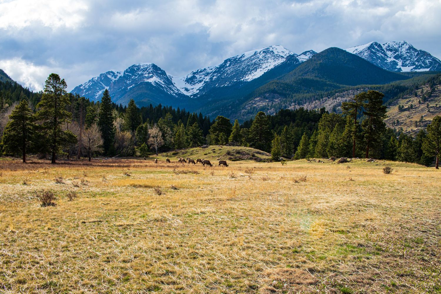 Elk grazing in a meadow with snow-capped Rocky Mountains and evergreen forest backdrop under cloudy skies.