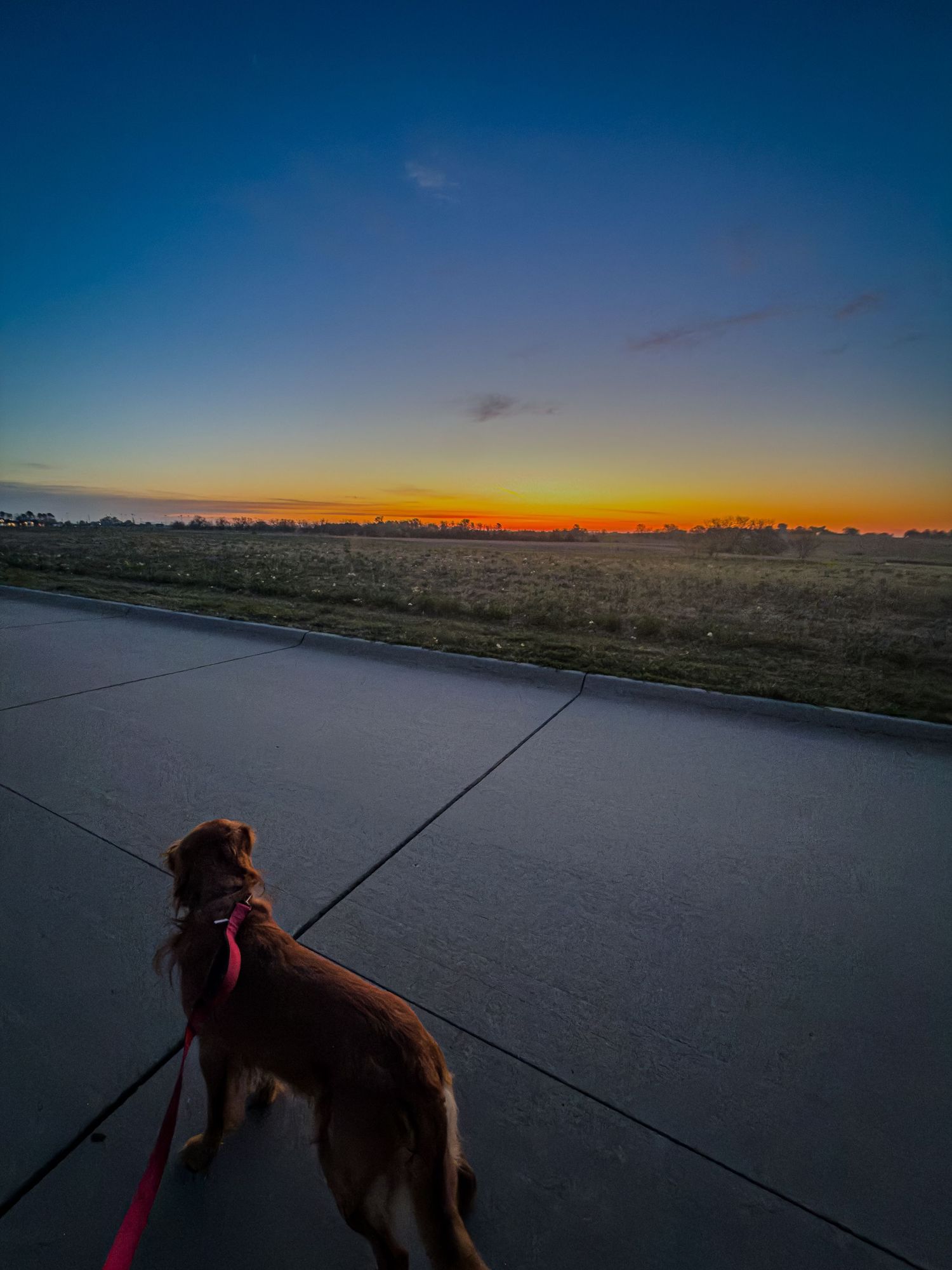 Dog on a red leash watching a vibrant sunset over an open field at dusk. York, NE