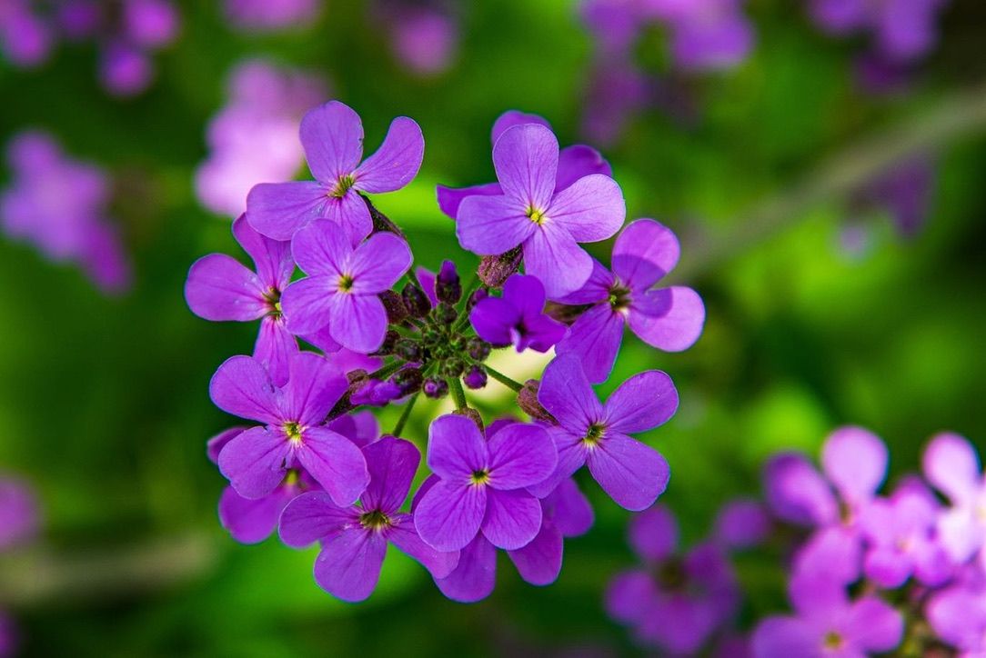 Cluster of vibrant purple wildflowers with delicate petals blooming against a lush green background.