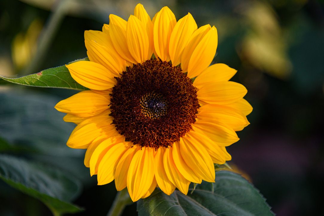Bright yellow sunflower with dark brown center and green leaves in soft bokeh background, blooming in a garden.