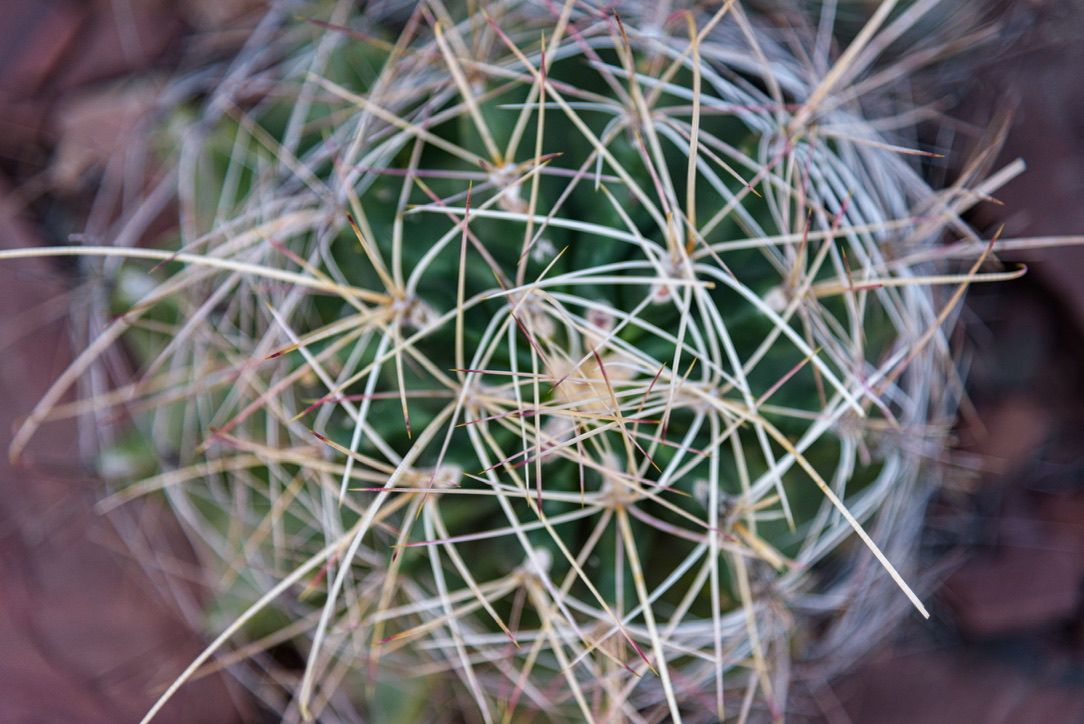 Close-up aerial view of a green barrel cactus with sharp white spines arranged in a spiral pattern.