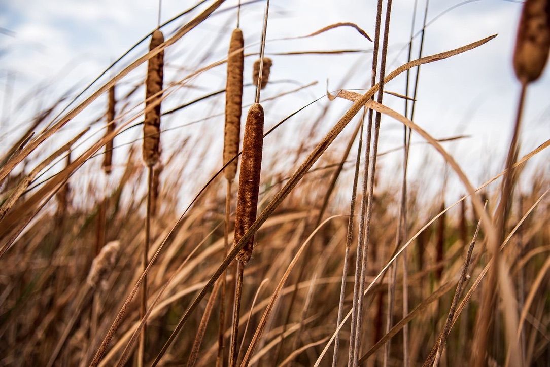 Close-up of brown cattail reeds swaying in a field, with dry golden grass in the background under a cloudy sky.
