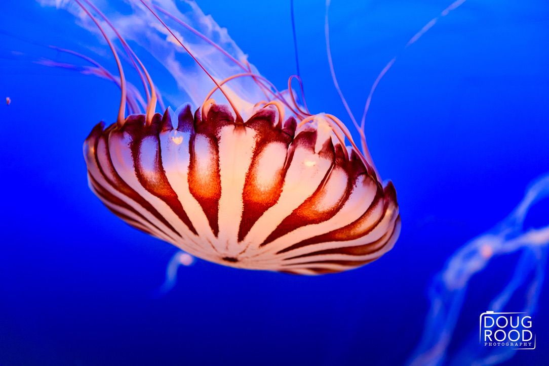 Vibrant compass jellyfish with red and white striped bell and long tentacles swimming in deep blue ocean water.