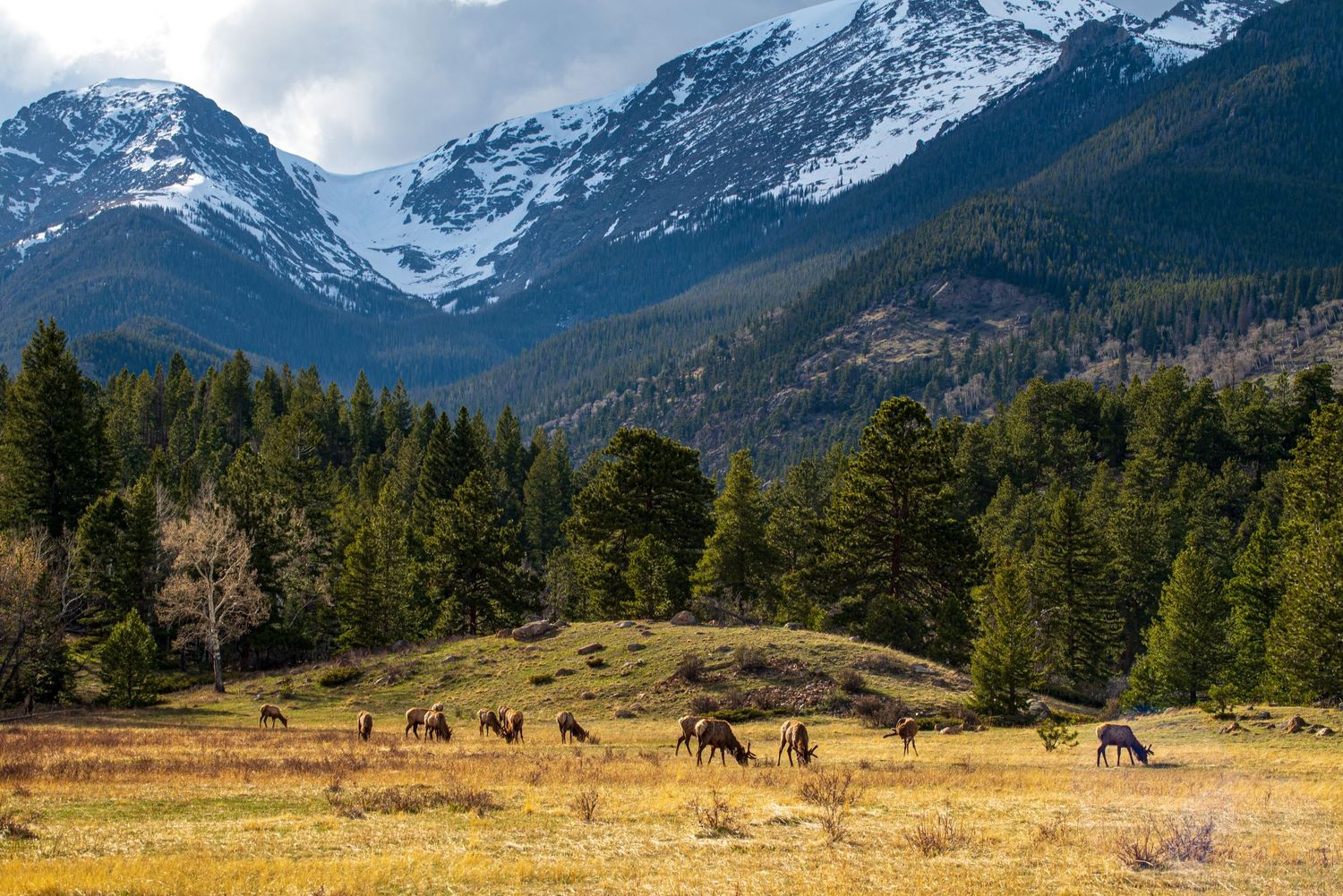 Elk grazing in a golden meadow with dense pine forests and snow-capped Rocky Mountain peaks in the background.