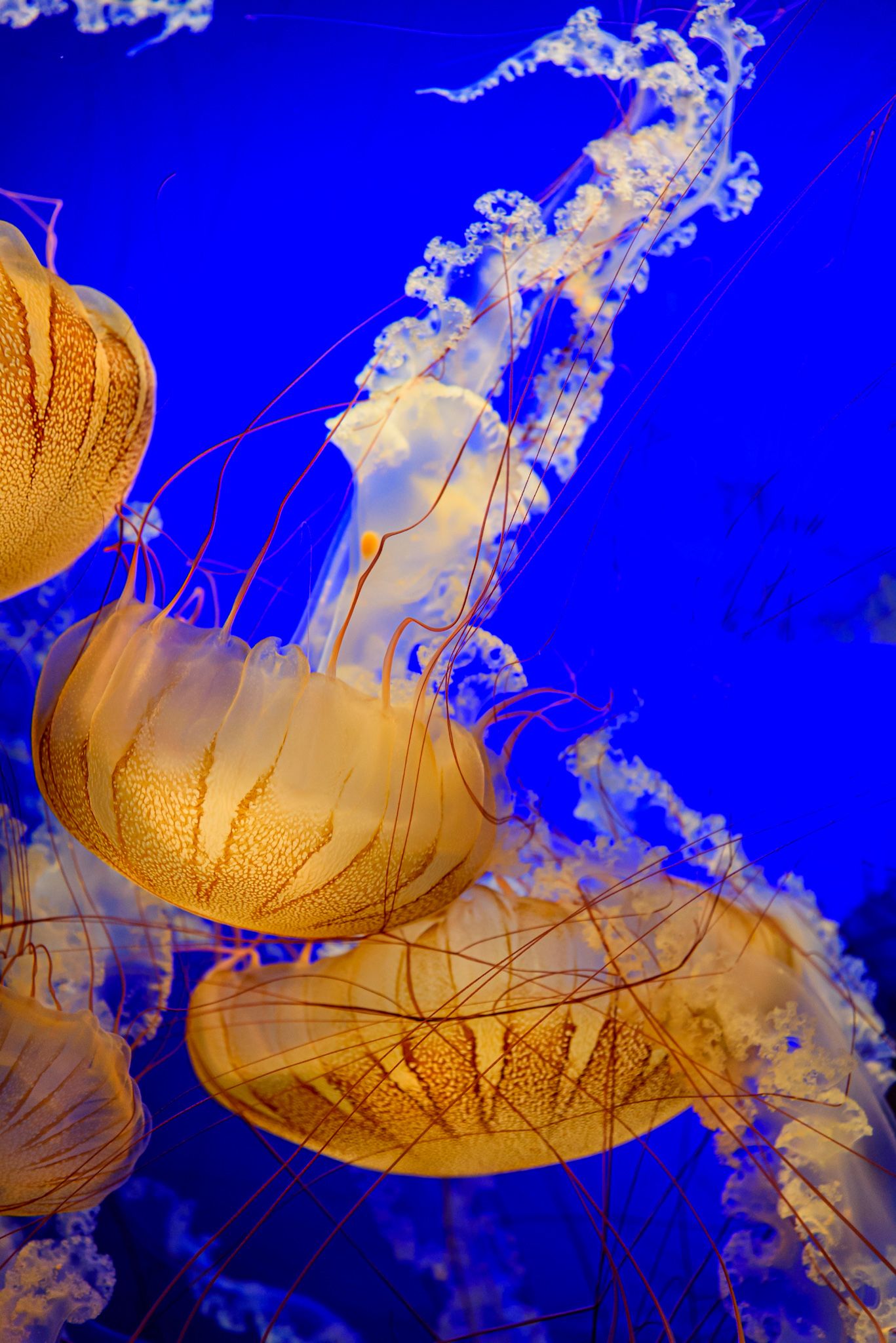 Glowing orange jellyfish with long tentacles swimming against a vivid blue background in an aquarium.