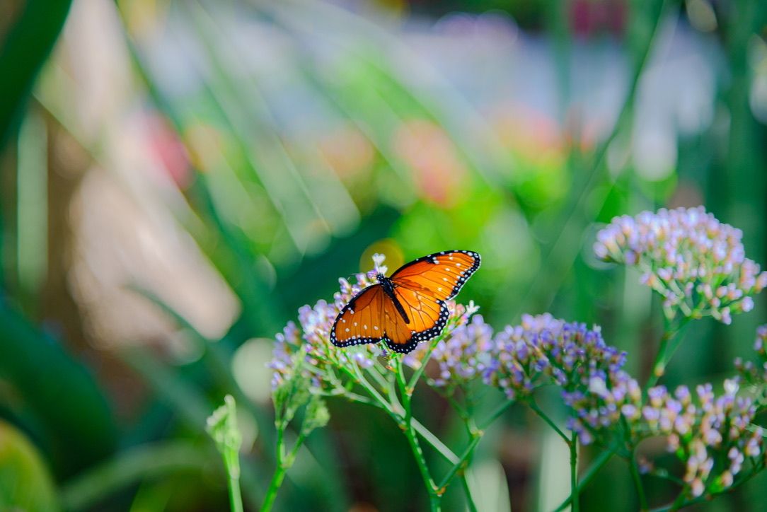 A vibrant orange monarch butterfly perched on delicate purple wildflowers in a lush green garden setting.