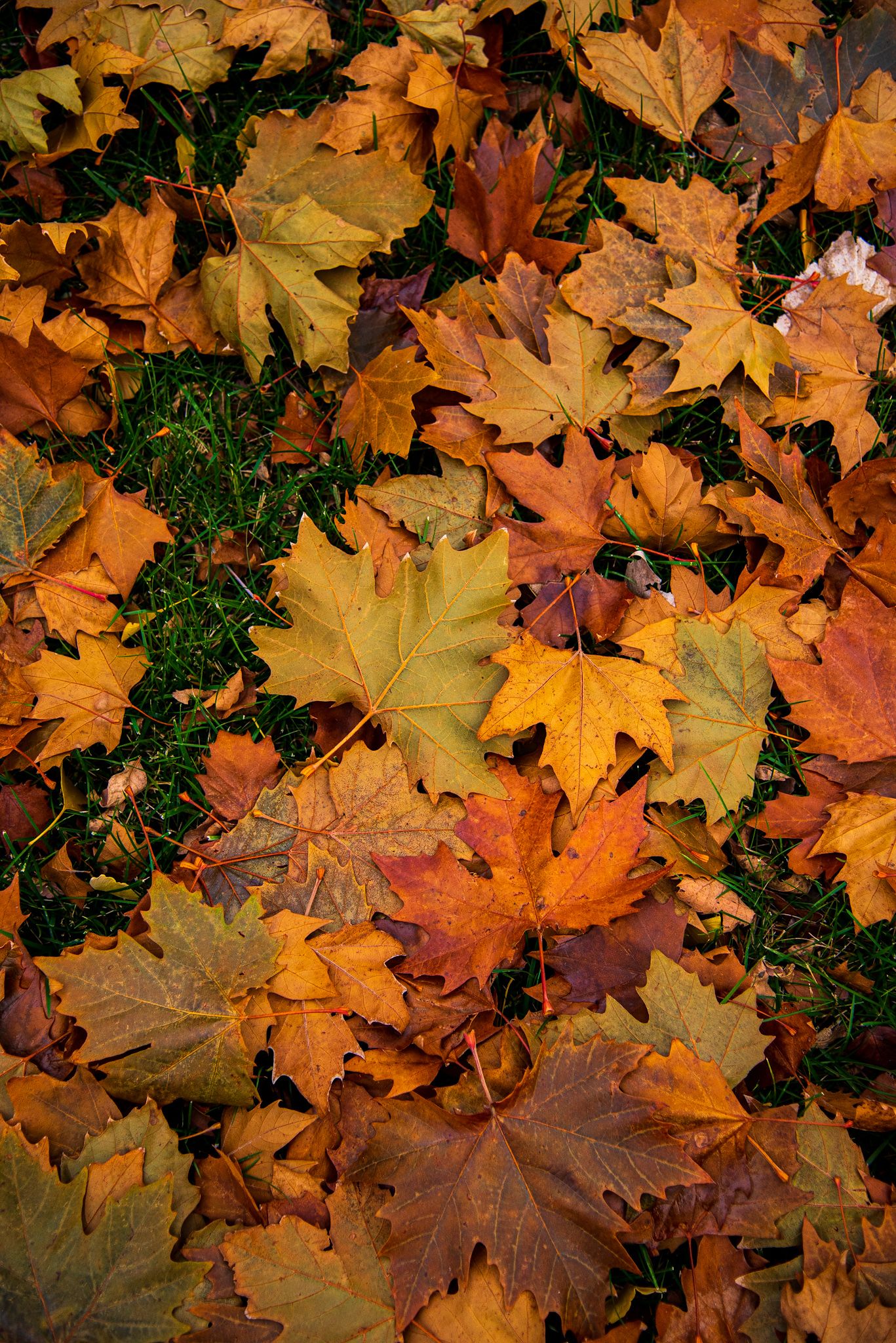 Colorful autumn maple leaves in shades of orange, yellow, and red scattered on green grass ground.