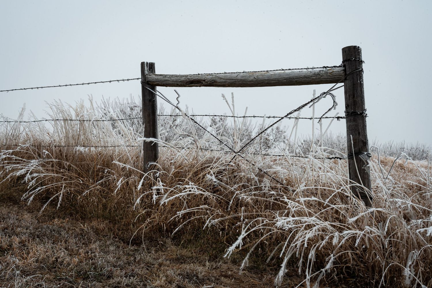 Frost-covered barbed wire fence with wooden posts surrounded by frozen grass on a cold winter morning.
