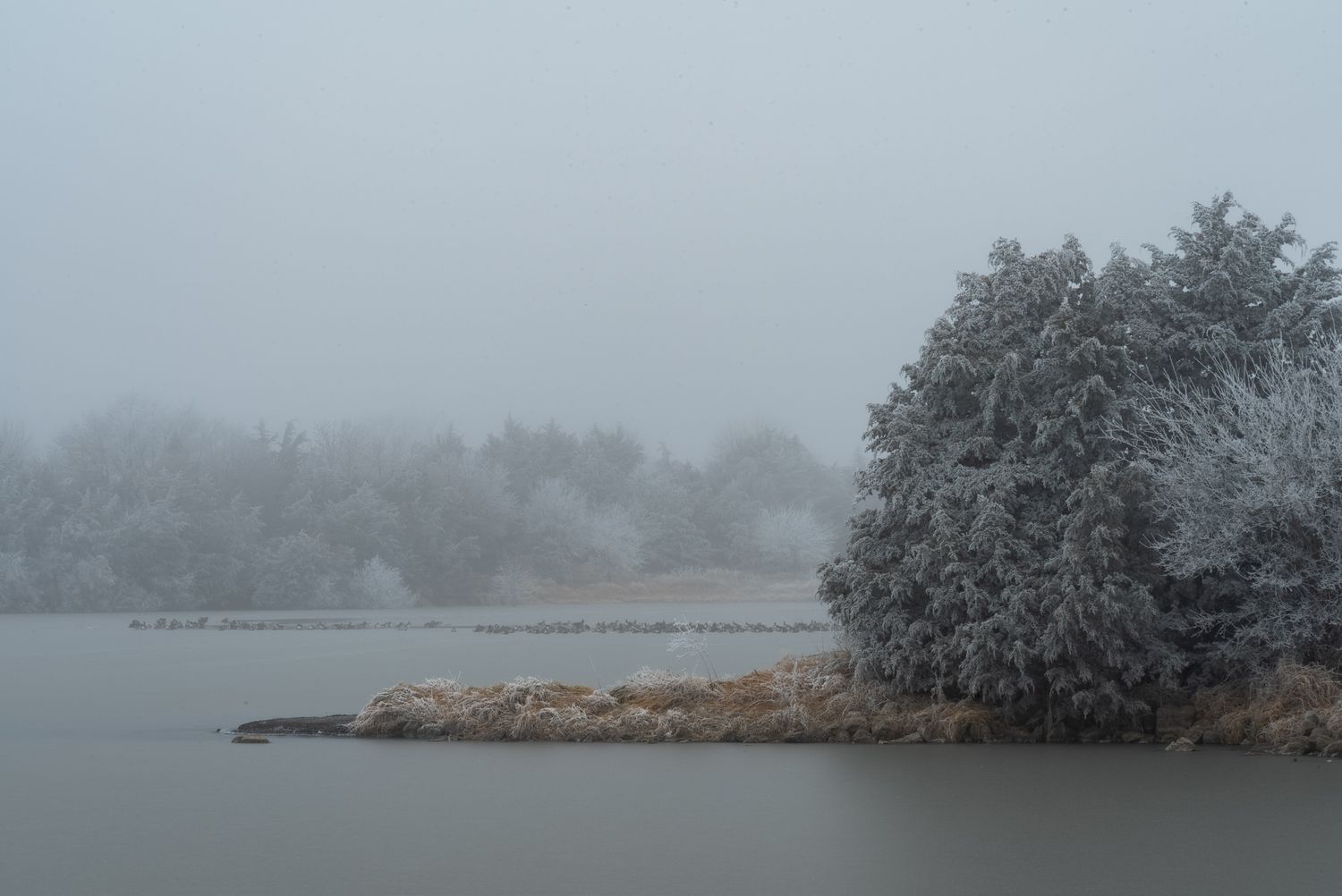Snow-dusted trees on a foggy winter lake shore with mist over calm gray water.