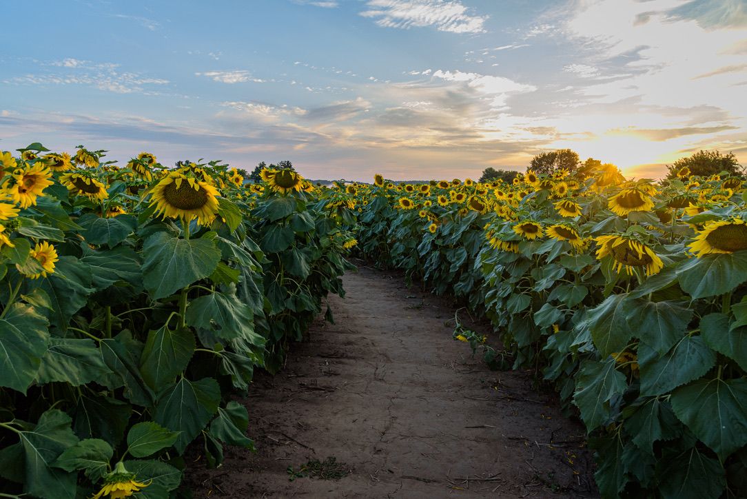 A dirt path winds through vibrant sunflower fields at sunset with golden light illuminating the sky.