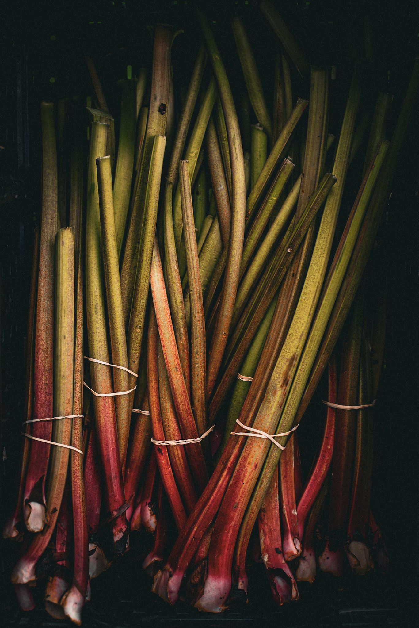Fresh bundles of rhubarb stalks tied with rubber bands, displaying vibrant red and green colors against a dark background.