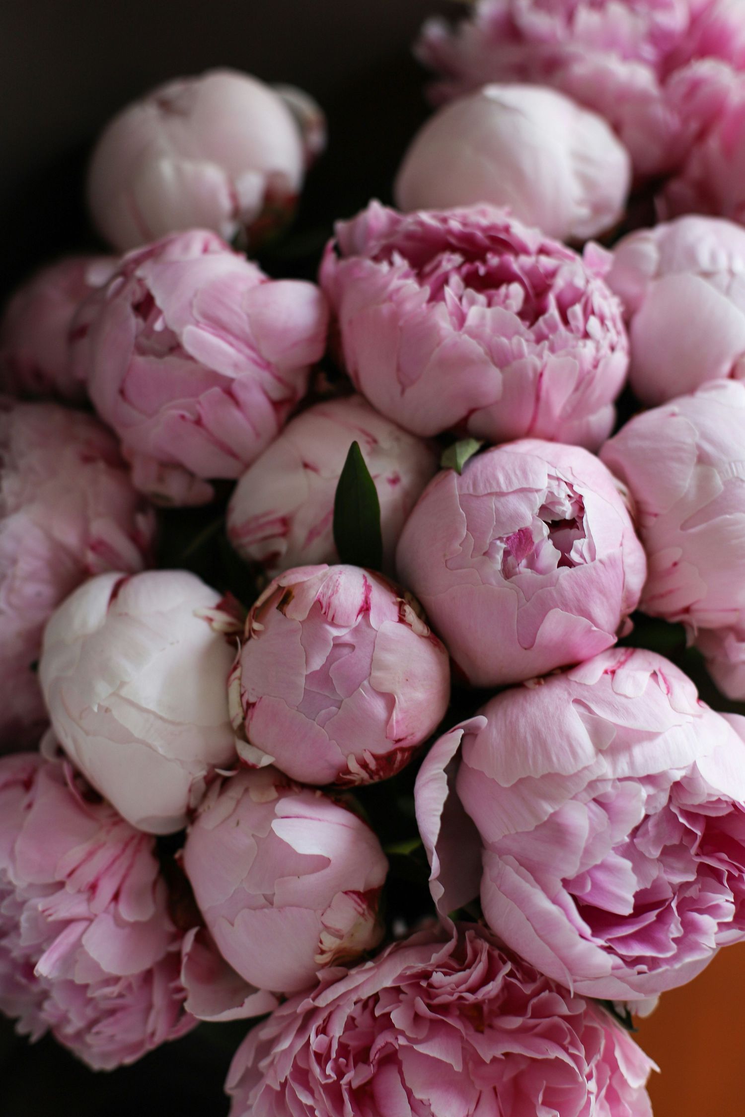A lush bouquet of soft pink peony flowers in full bloom, showcasing layered petals in various stages of opening.