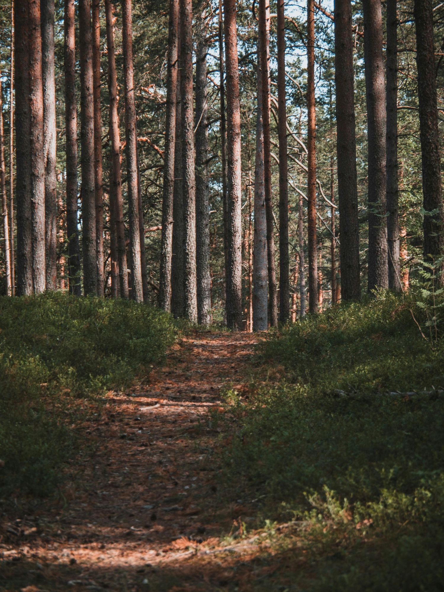 A serene forest path winds through tall pine trees with lush green undergrowth in dappled sunlight.