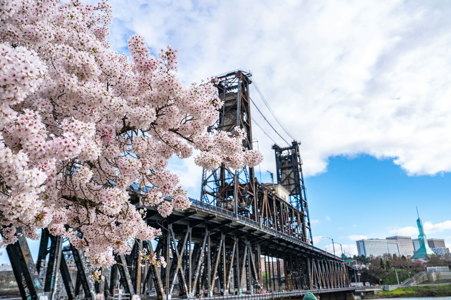 Cherry blossoms bloom beside a historic steel bridge under a blue sky in Portland, Oregon.