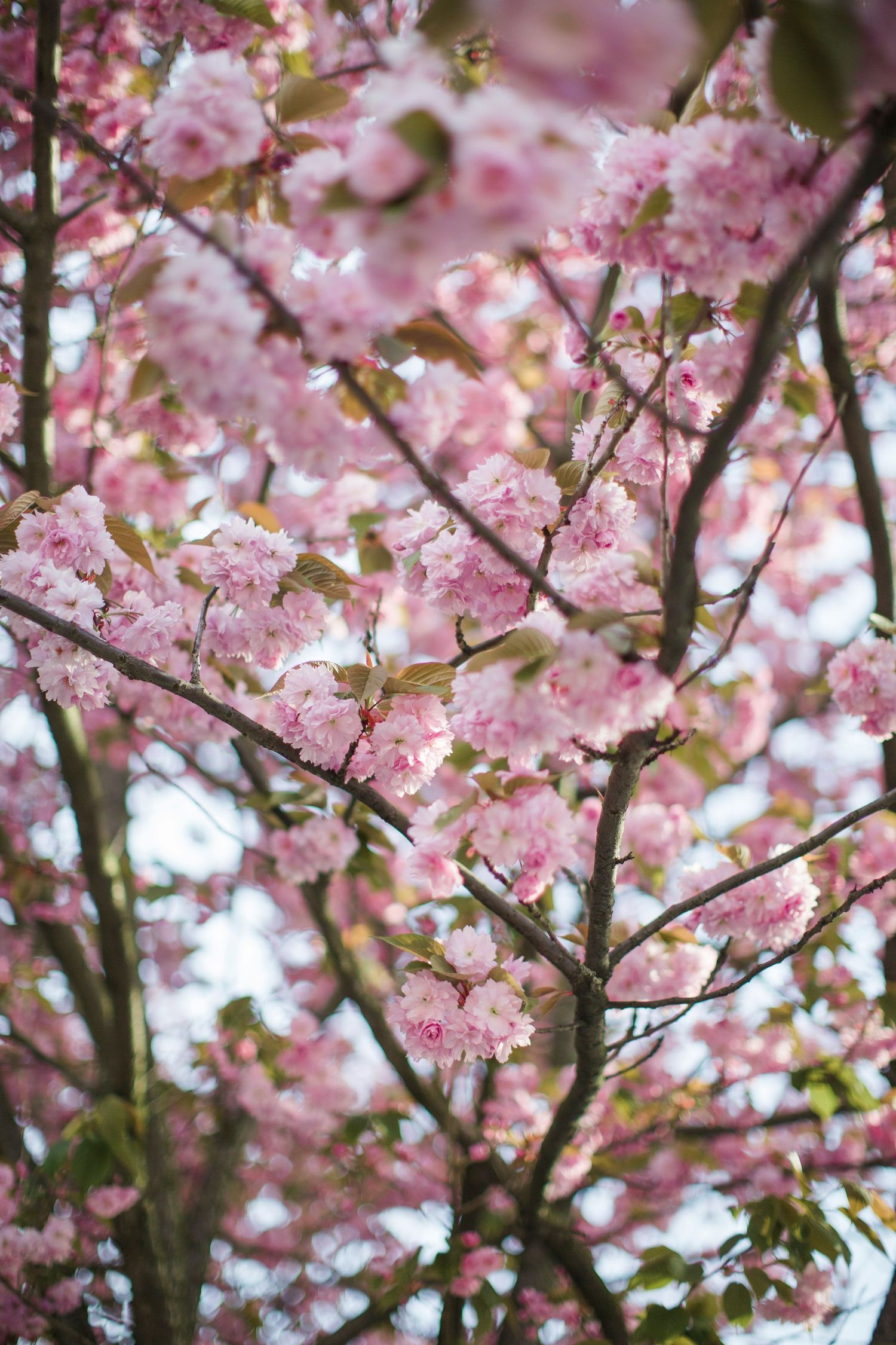 Pink cherry blossom tree branches in full spring bloom against a soft sky background.