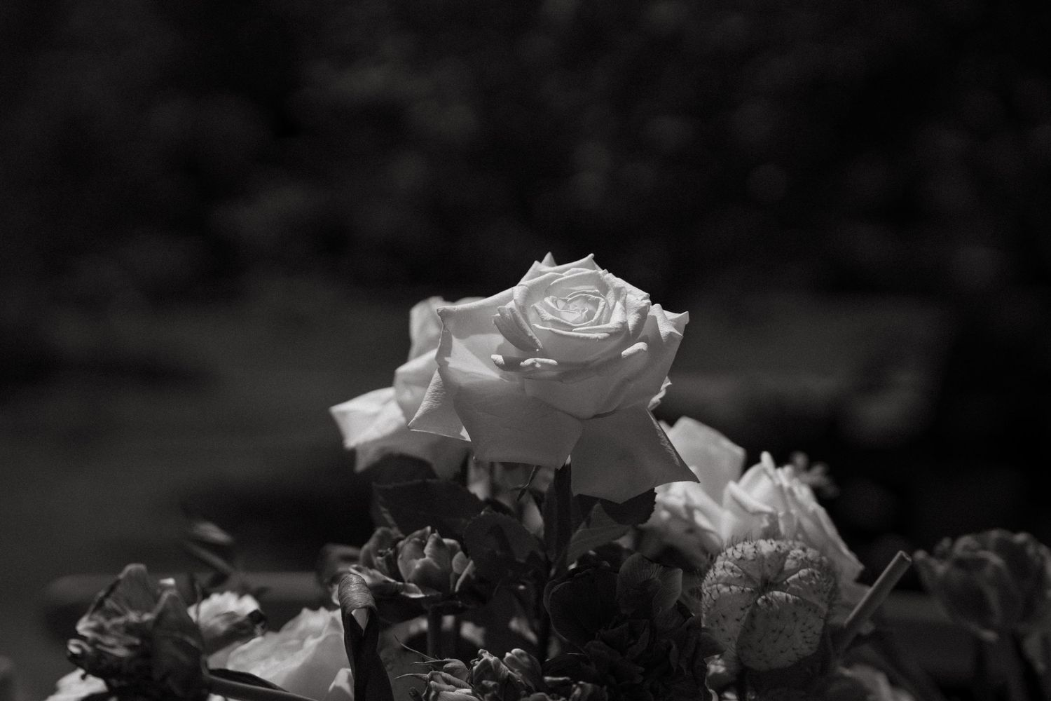 Black and white close-up of a single white rose in a wedding bouquet at Beechwood Gardens, Johannesburg.